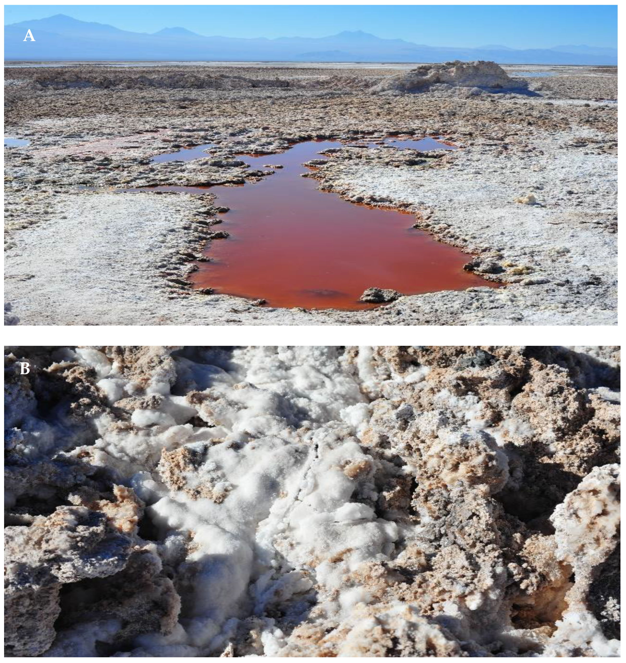 Catalysts 11 00086 g004