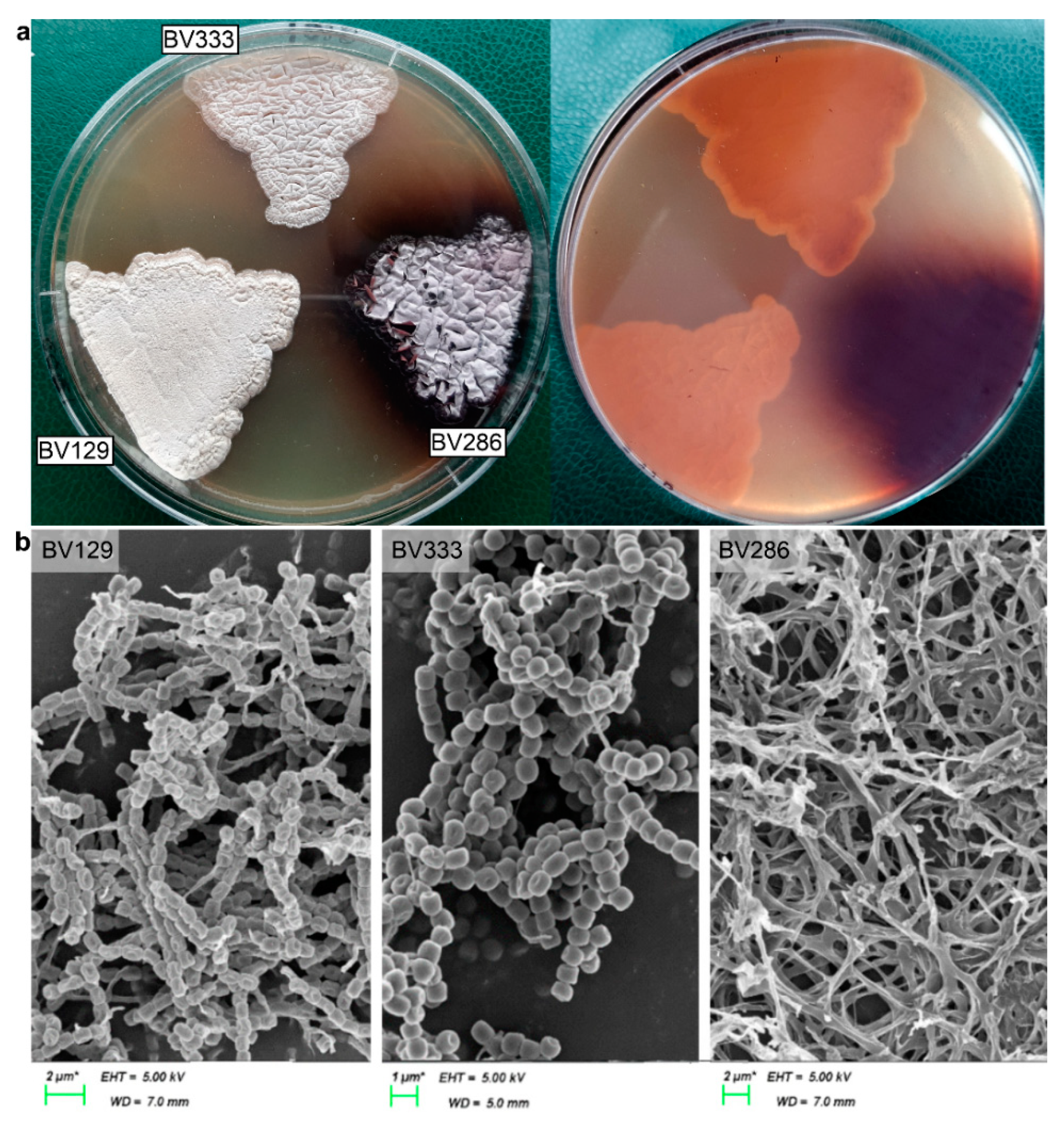 Catalysts | Free Full-Text | Novel Transaminase and Laccase from  Streptomyces spp. Using Combined Identification Approaches | HTML