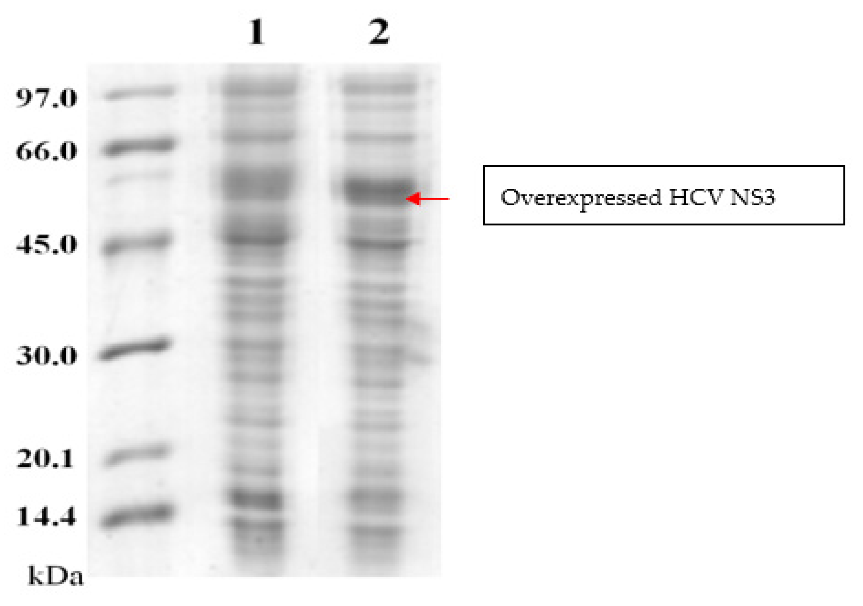 Catalysts | Free Full-Text | Effects of Lower Temperature on Expression and  Biochemical Characteristics of HCV NS3 Antigen Recombinant Protein