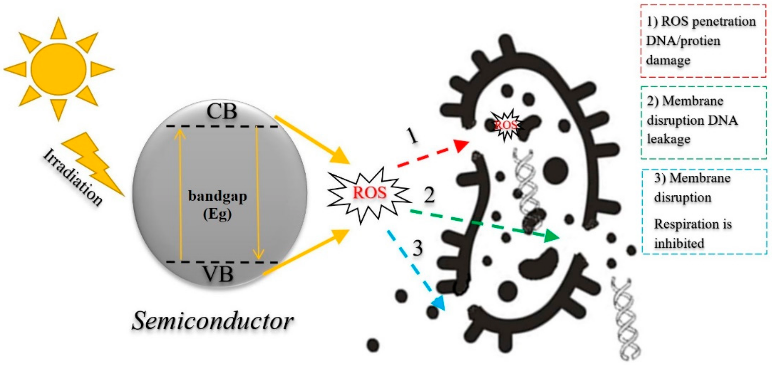 Catalysts 11 01498 g002