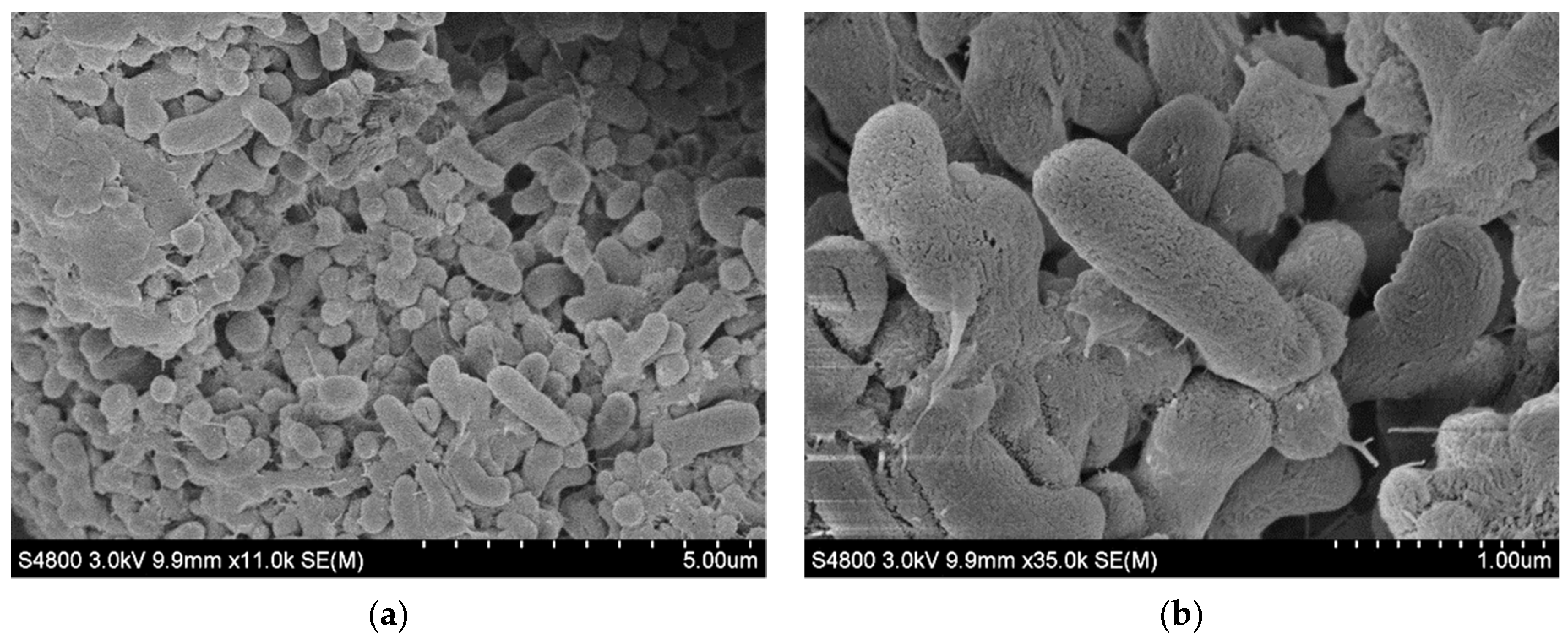 Catalysts 11 01535 g005