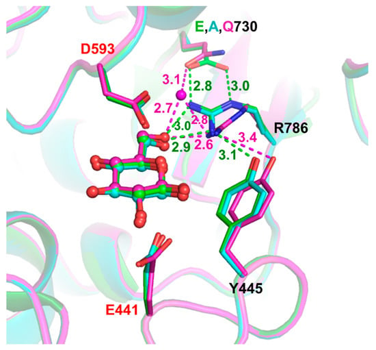 Catalysts | Free Full-Text | Systematic Functional and Computational  Analysis of Glucose-Binding Residues in Glycoside Hydrolase Family GH116