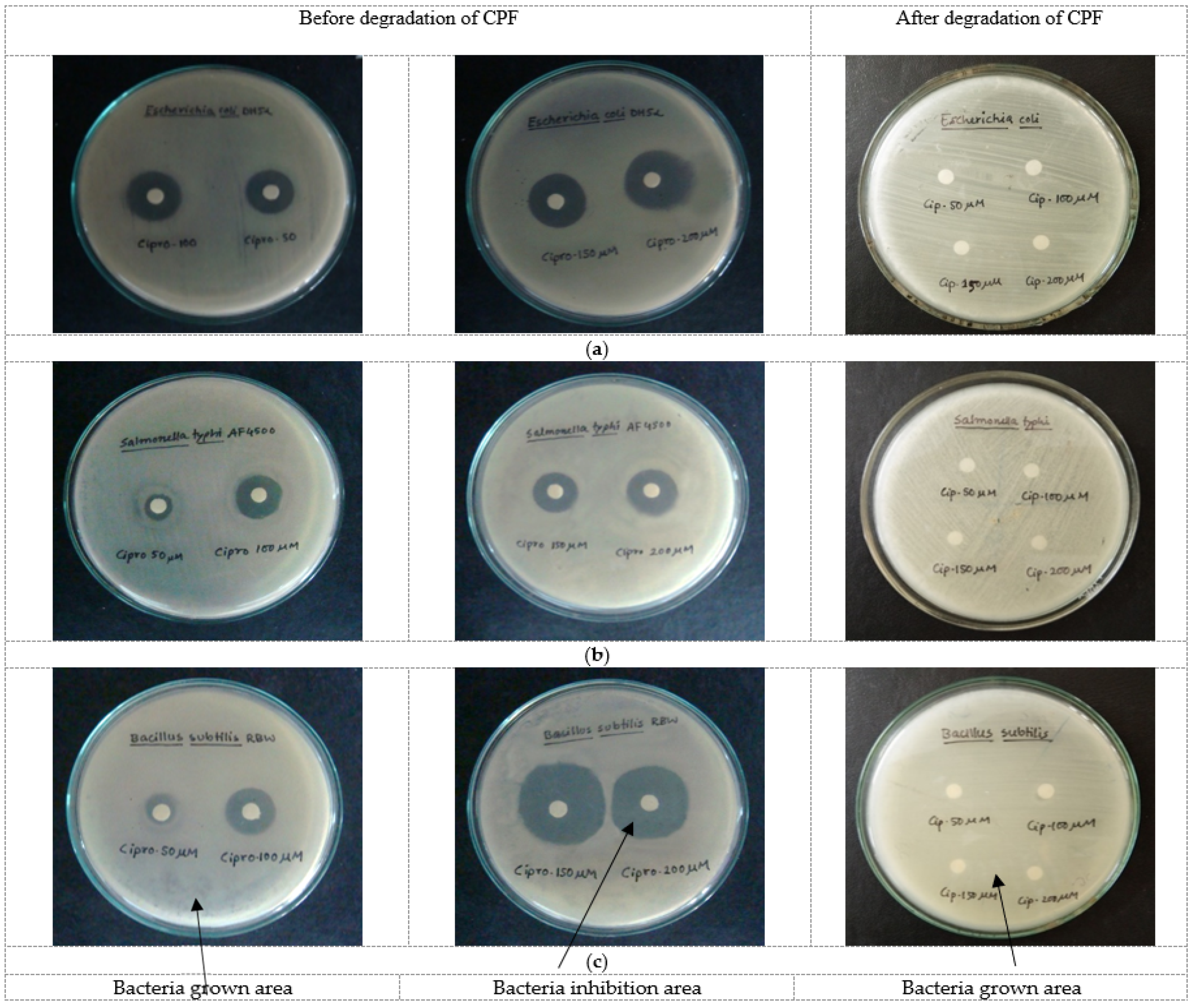 Catalysts 12 00475 g014