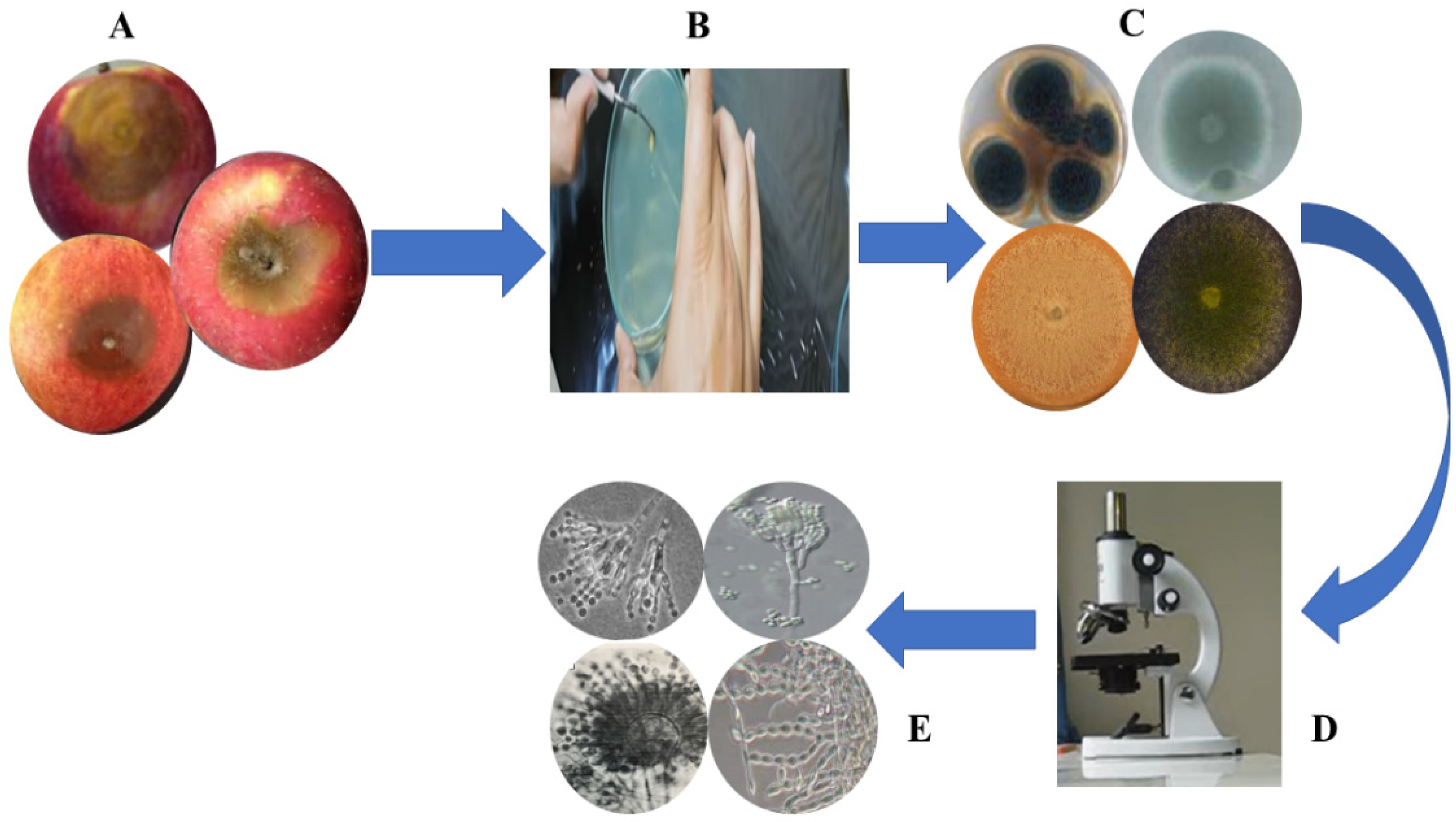 Catalysts 12 00558 g006