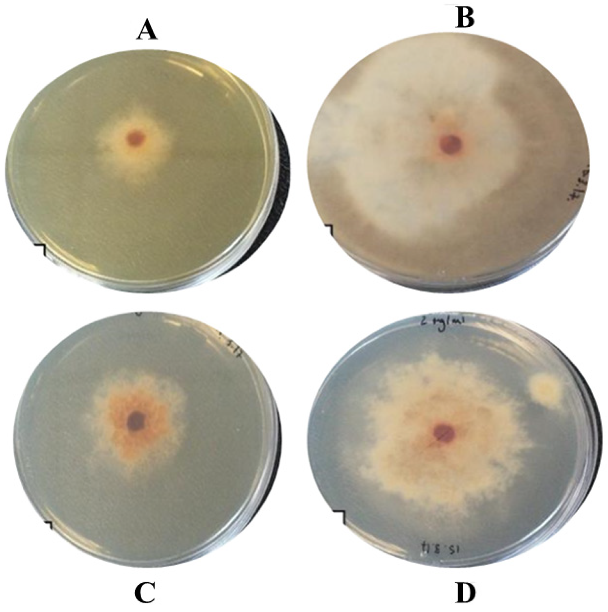 Catalysts 12 00558 g007