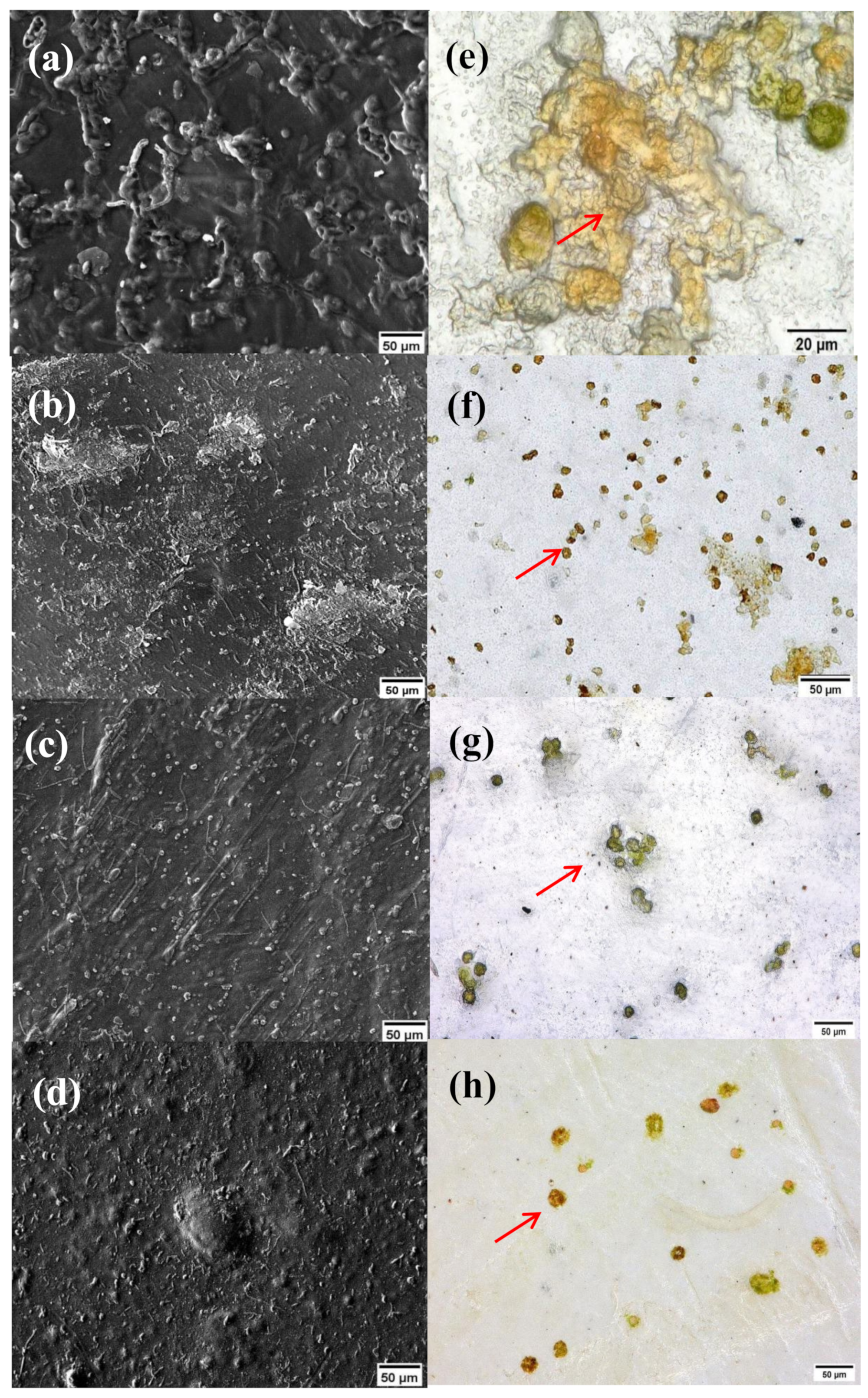 Catalysts 12 00707 g006