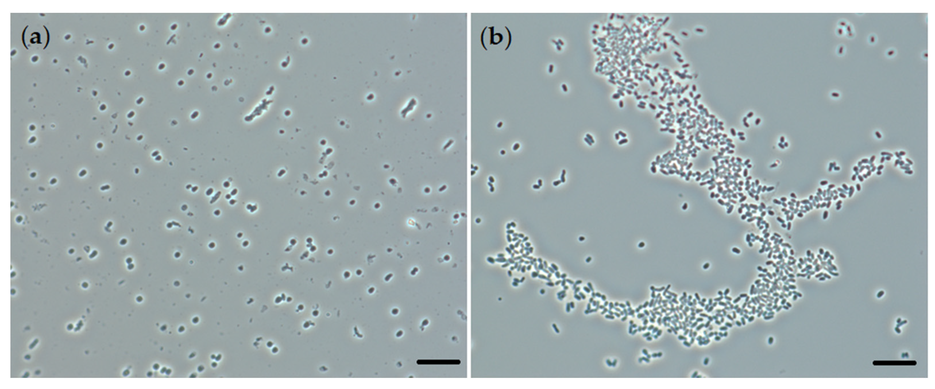 Catalysts 12 01352 g004 Catalysts 12 01352 g004