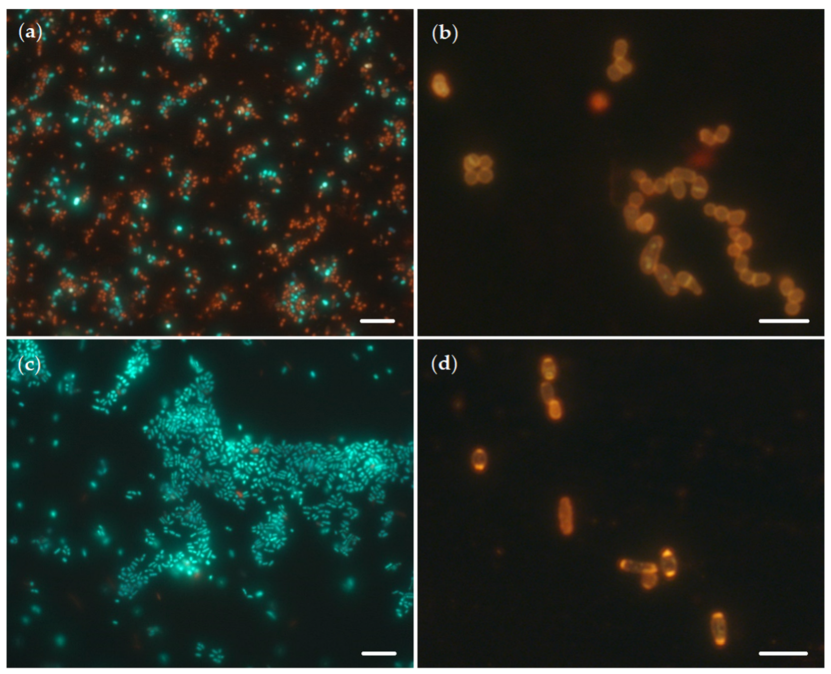 Catalysts 12 01352 g005 Catalysts 12 01352 g005