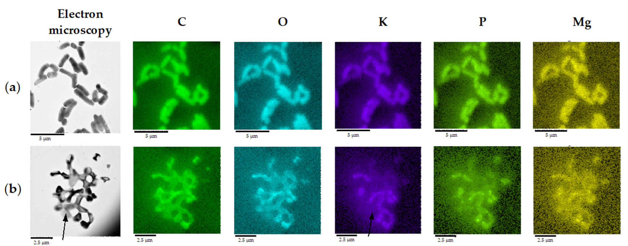 Catalysts 12 01352 g007 Catalysts 12 01352 g007