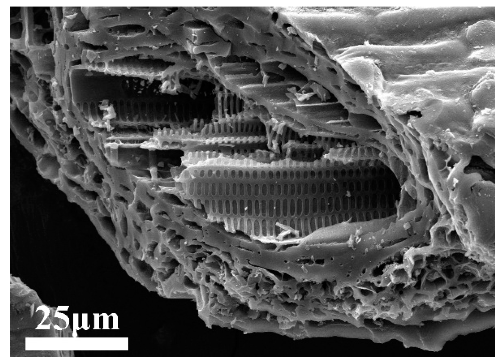 Catalysts 12 01423 g002 Catalysts 12 01423 g002