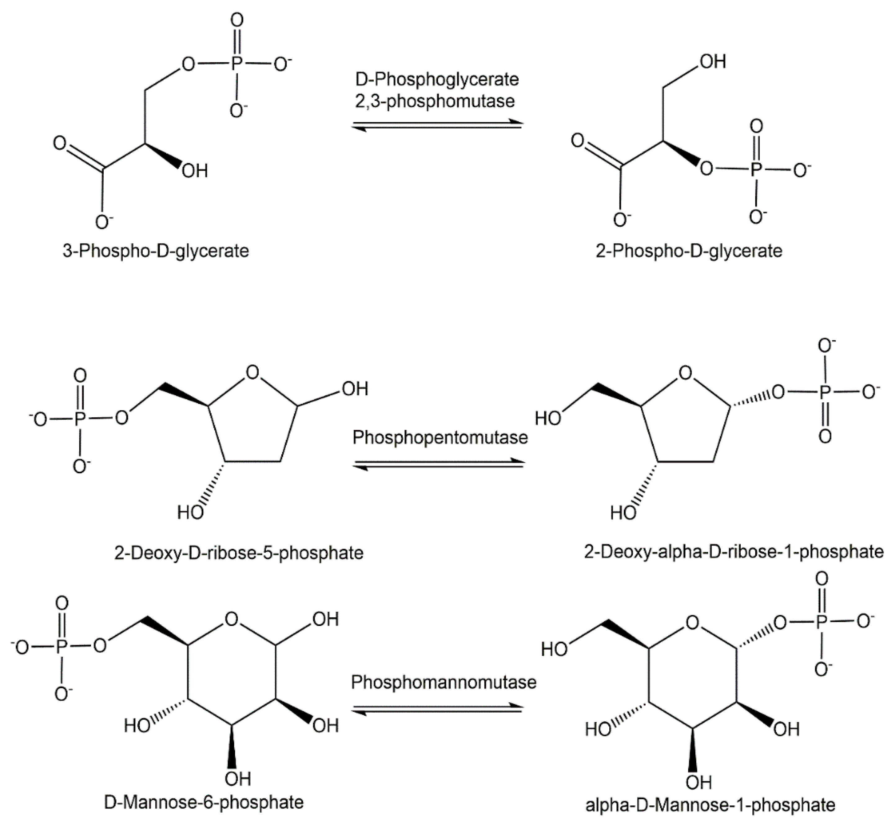 phosphorylation reaction mechanism