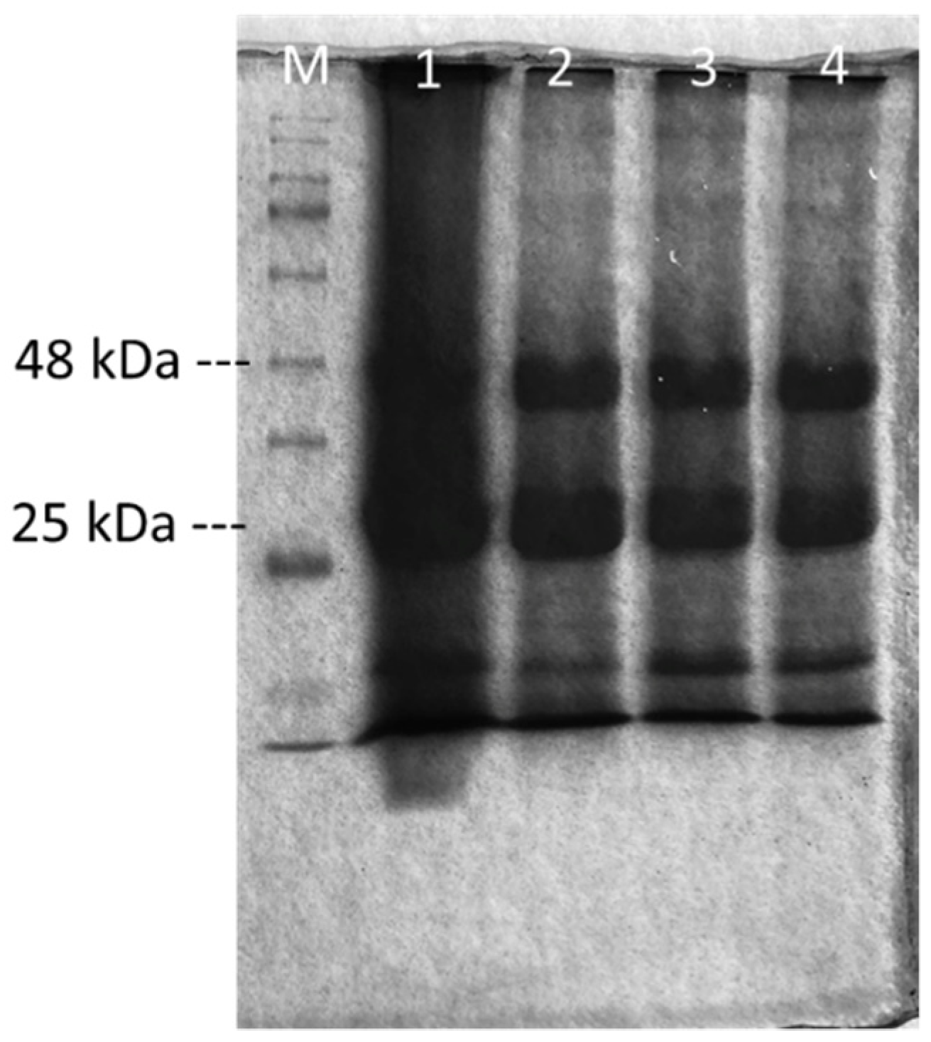 Catalysts 13 00039 g001 Catalysts 13 00039 g001