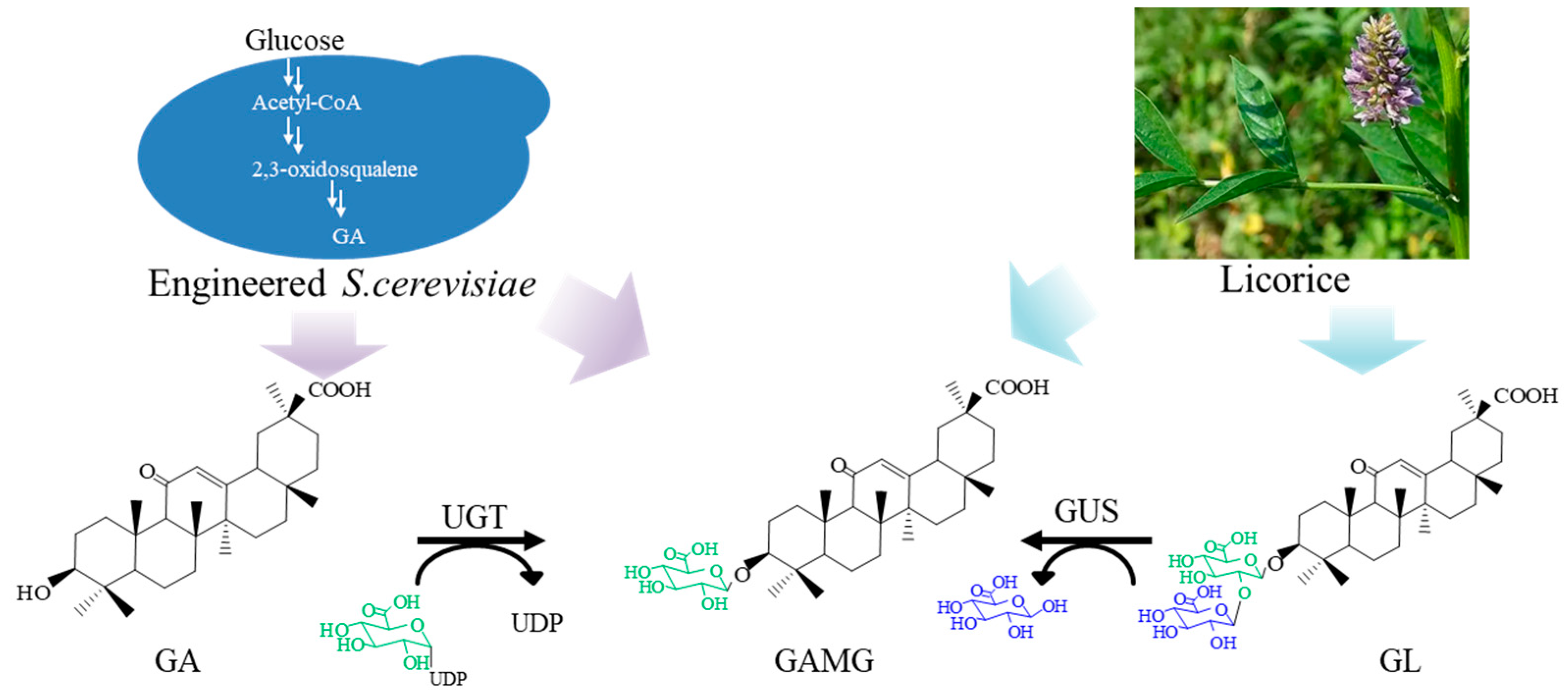 Catalysts | Free Full-Text | Multienzyme Synthesis of Glycyrrhetic Acid ...