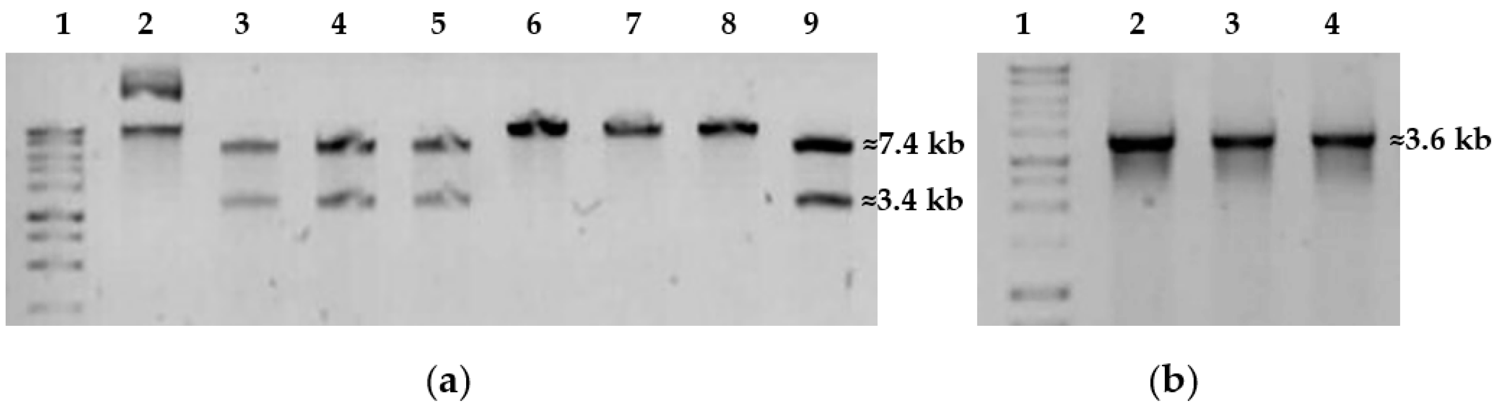 Catalysts 13 00841 g004 Catalysts 13 00841 g004