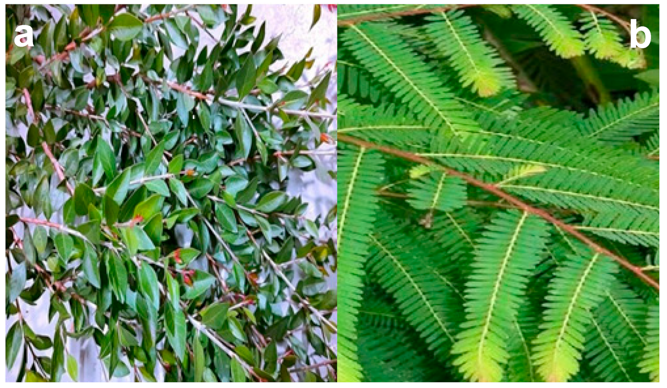 Catalysts 13 01135 g016 Catalysts 13 01135 g016