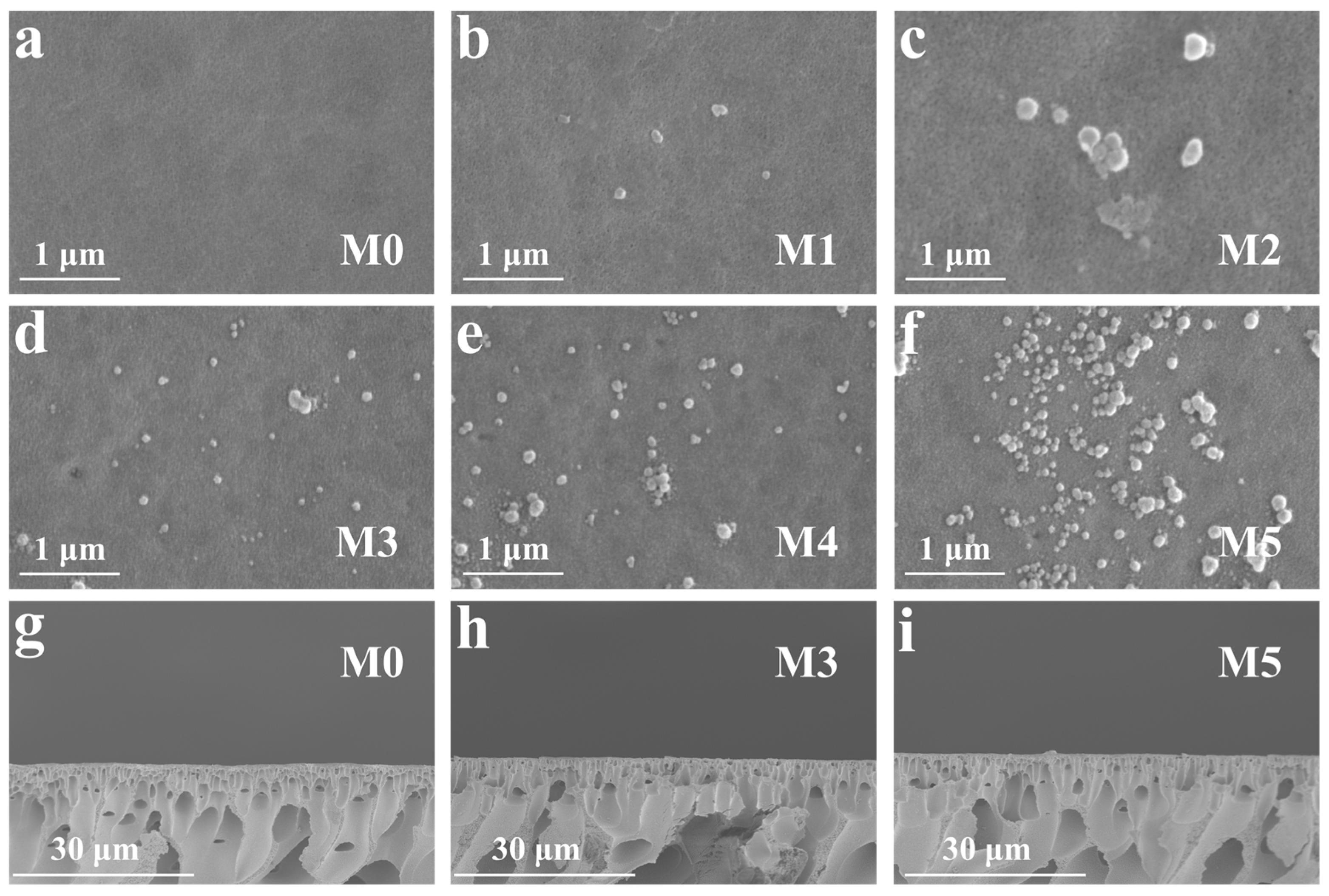 Catalysts 13 01320 g001