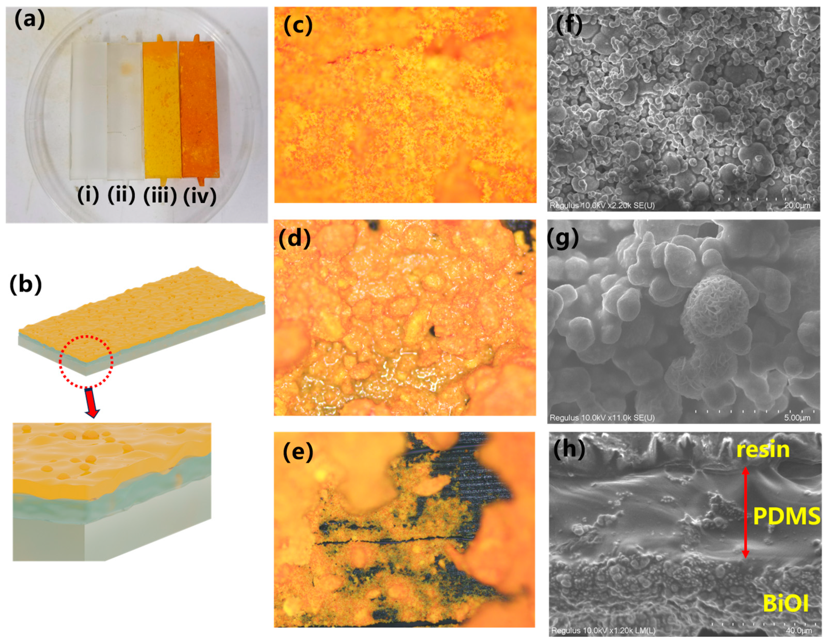 Catalysts 14 00645 g001