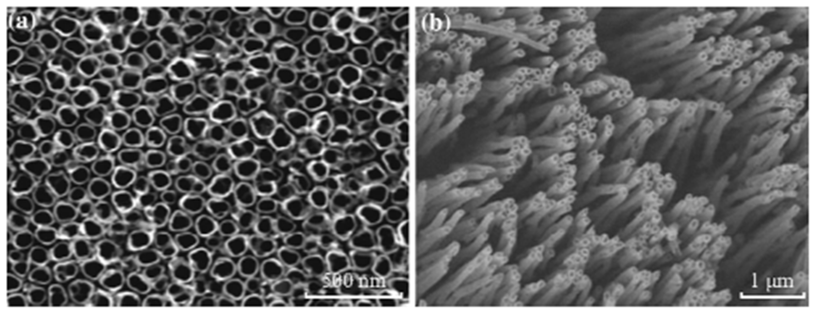 Catalysts 14 00674 g010