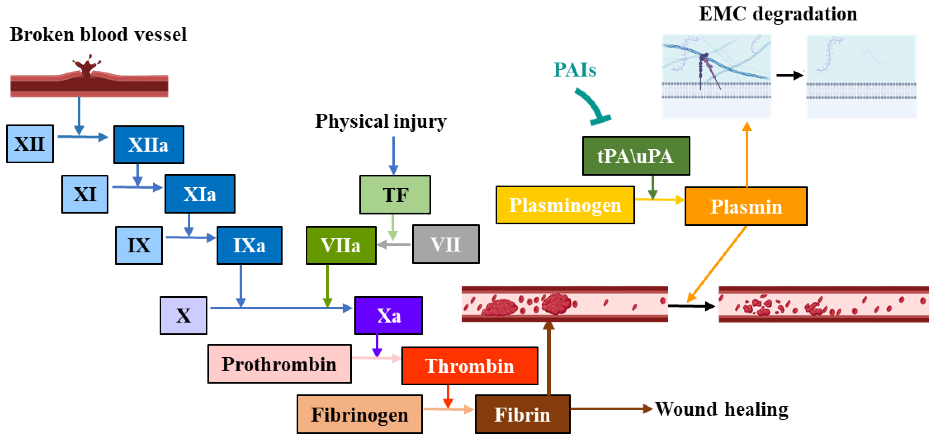 Advancements in Serine Protease Inhibitors: From Mechanistic Insights ...