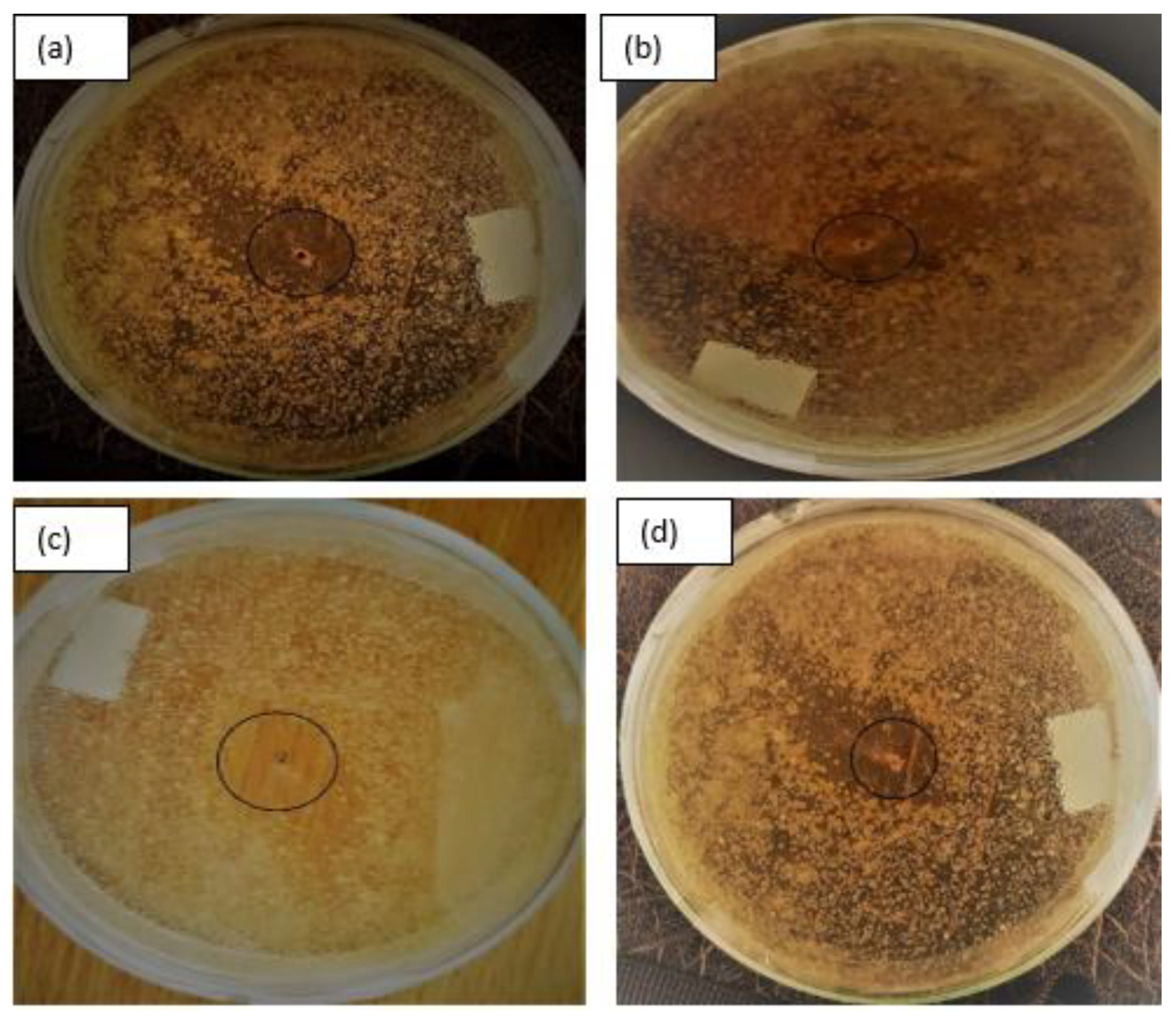 Catalysts 15 00411 g003