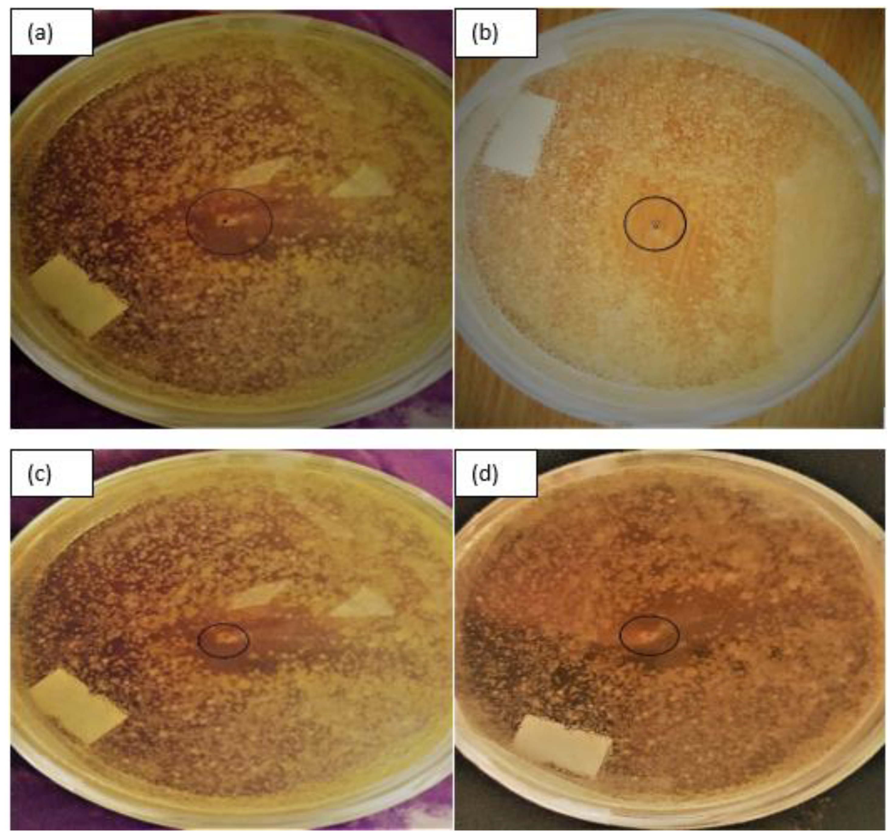 Catalysts 15 00411 g004