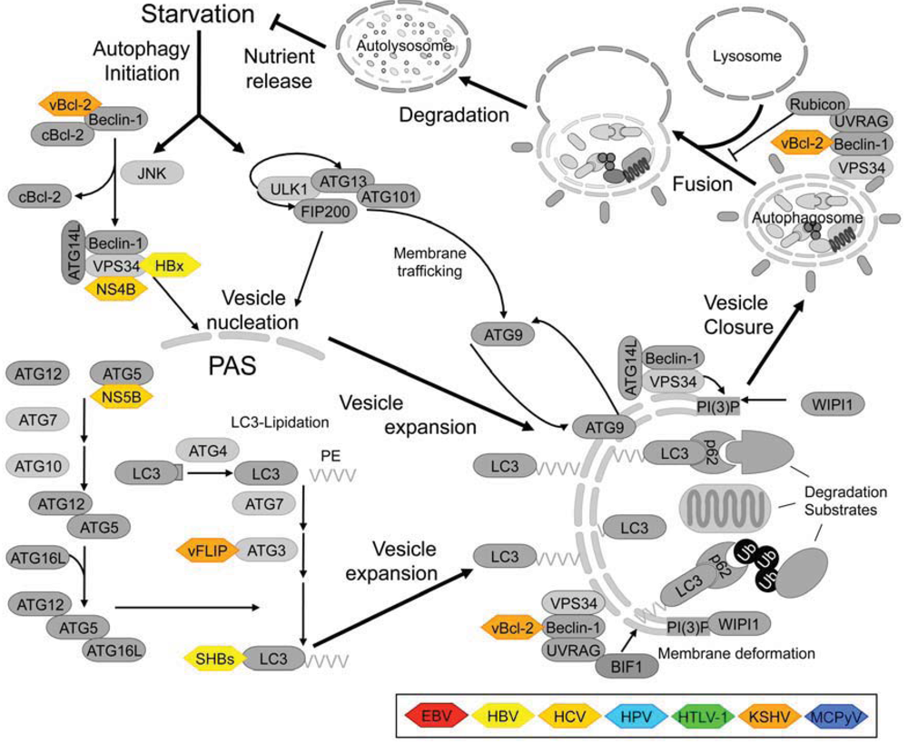 Cells | Free Full-Text | Modulation of Autophagy-Like Processes by Tumor  Viruses