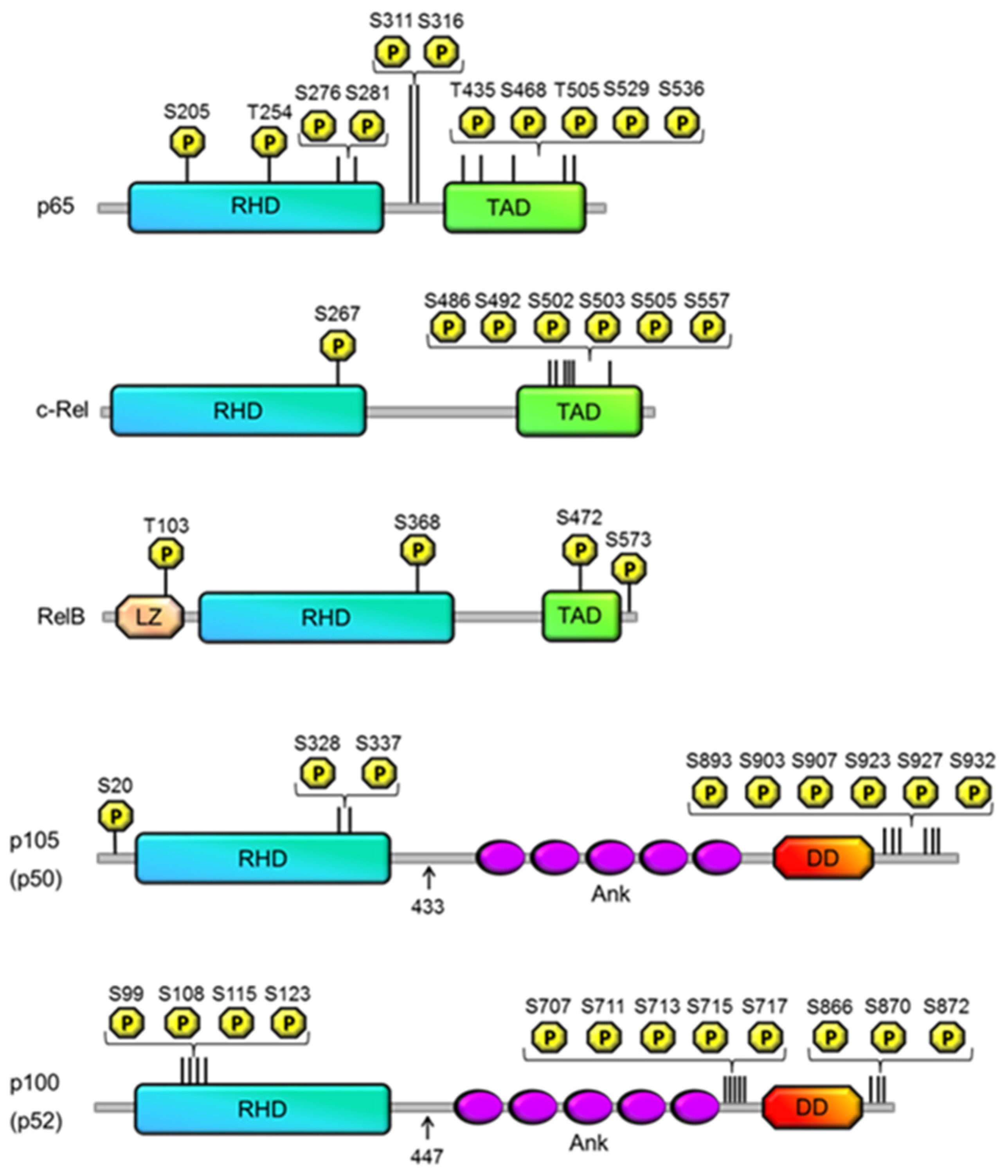 Cells | Free Full-Text | The Regulation of NF-κB Subunits by Phosphorylation