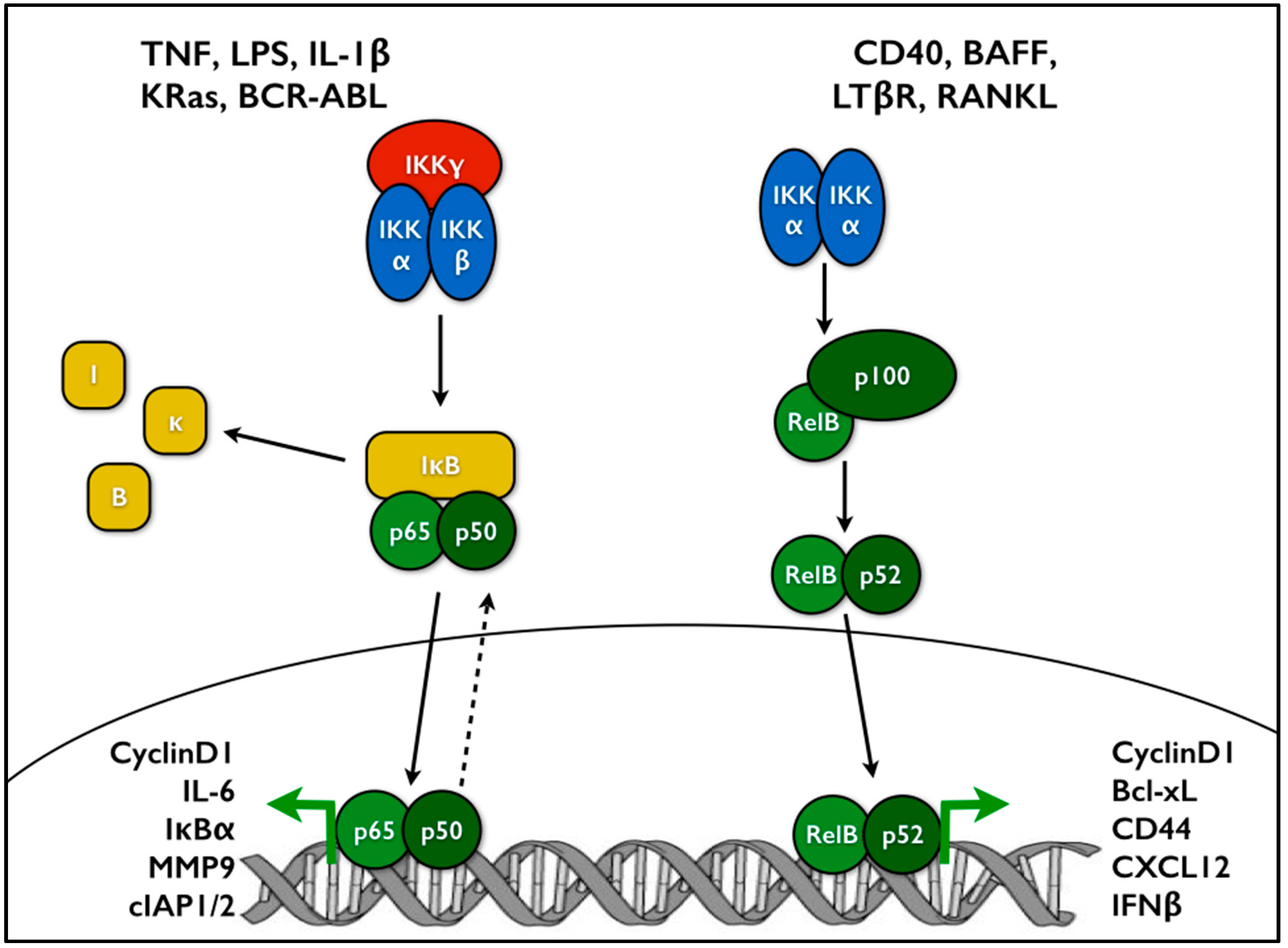 Cells | Free Full-Text | The NF-κB Pathway and Cancer Stem Cells