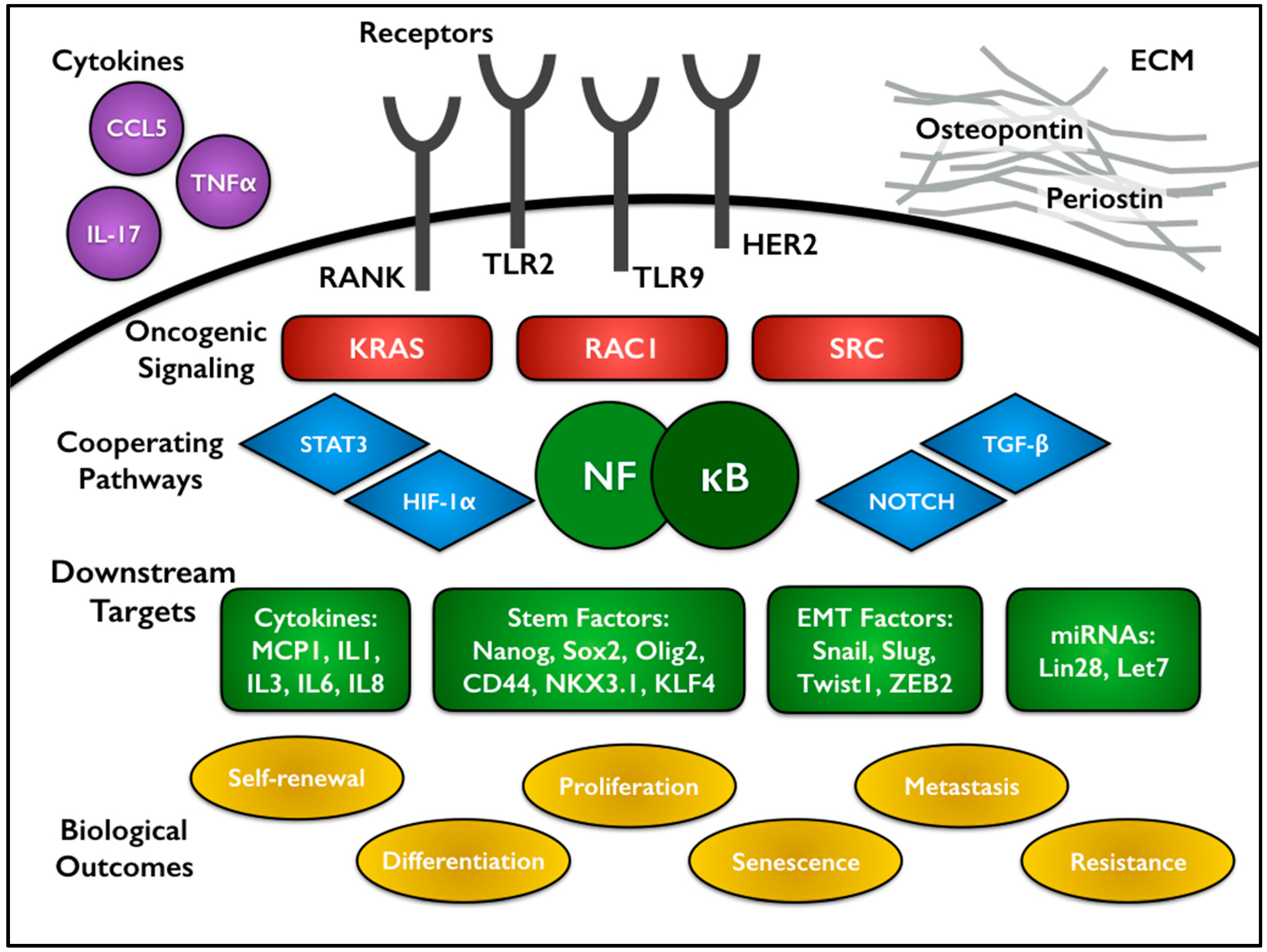 Cells | Free Full-Text | The NF-κB Pathway and Cancer Stem Cells