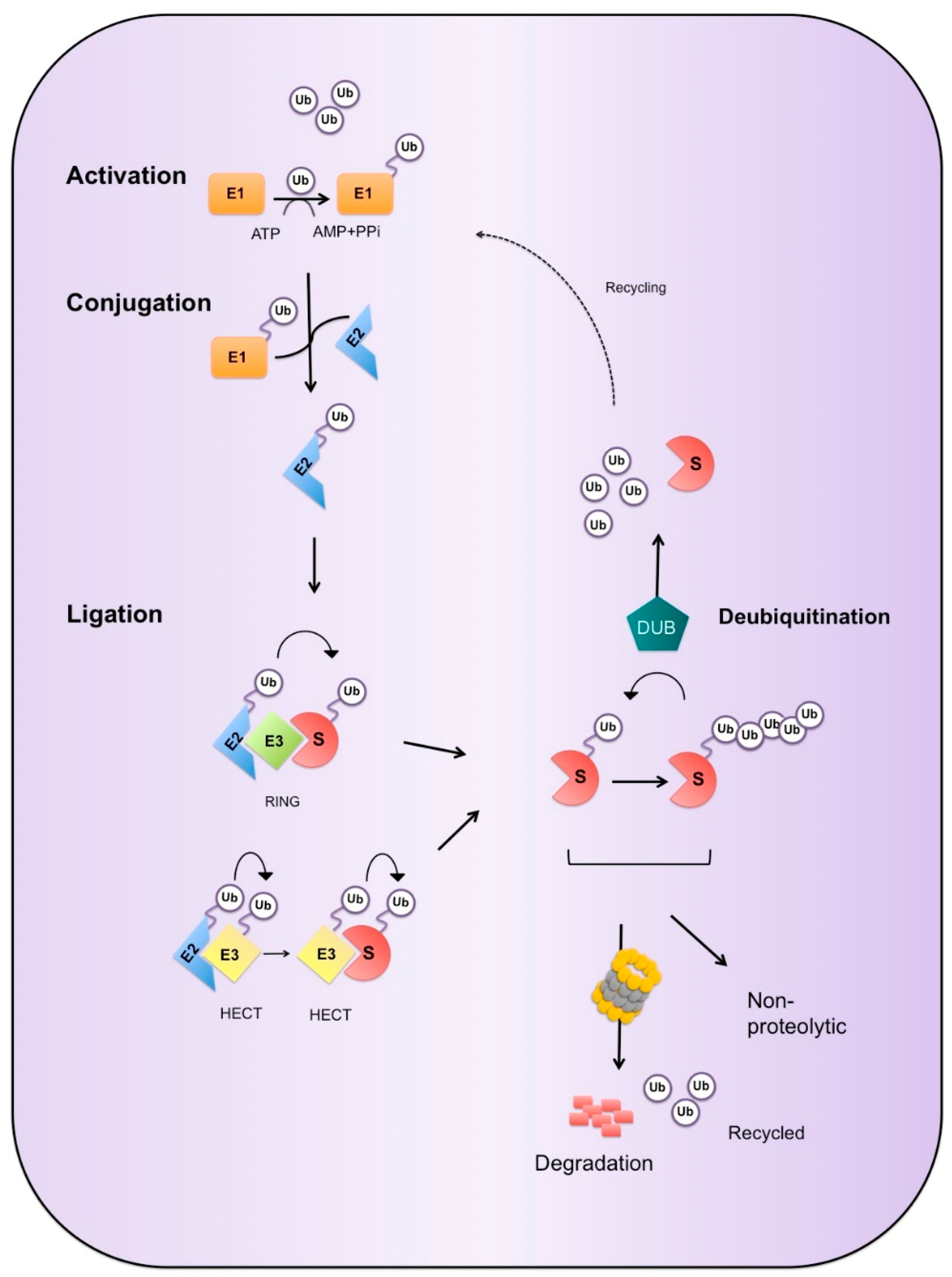 Cells | Free Full-Text | The Ubiquitination of NF-κB Subunits in the  Control of Transcription