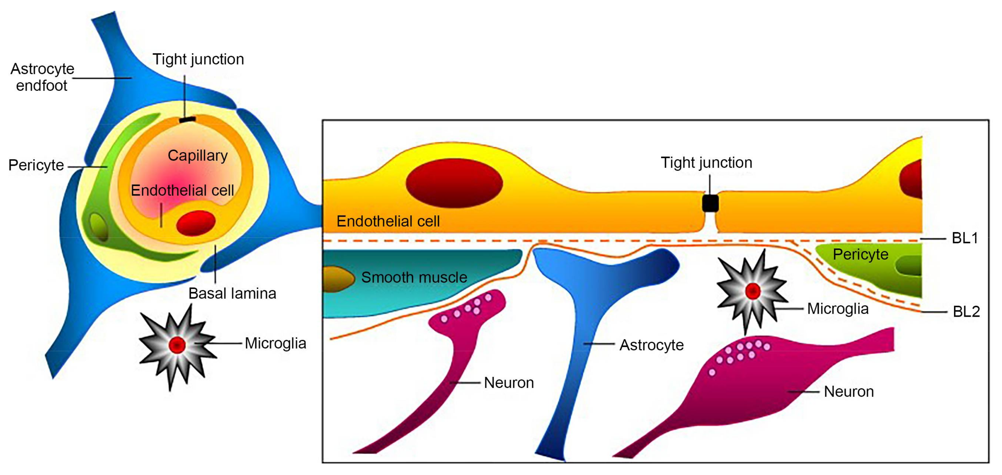 File:Microbubbles and Blood-Brain Barrier Opening.png - Wikipedia