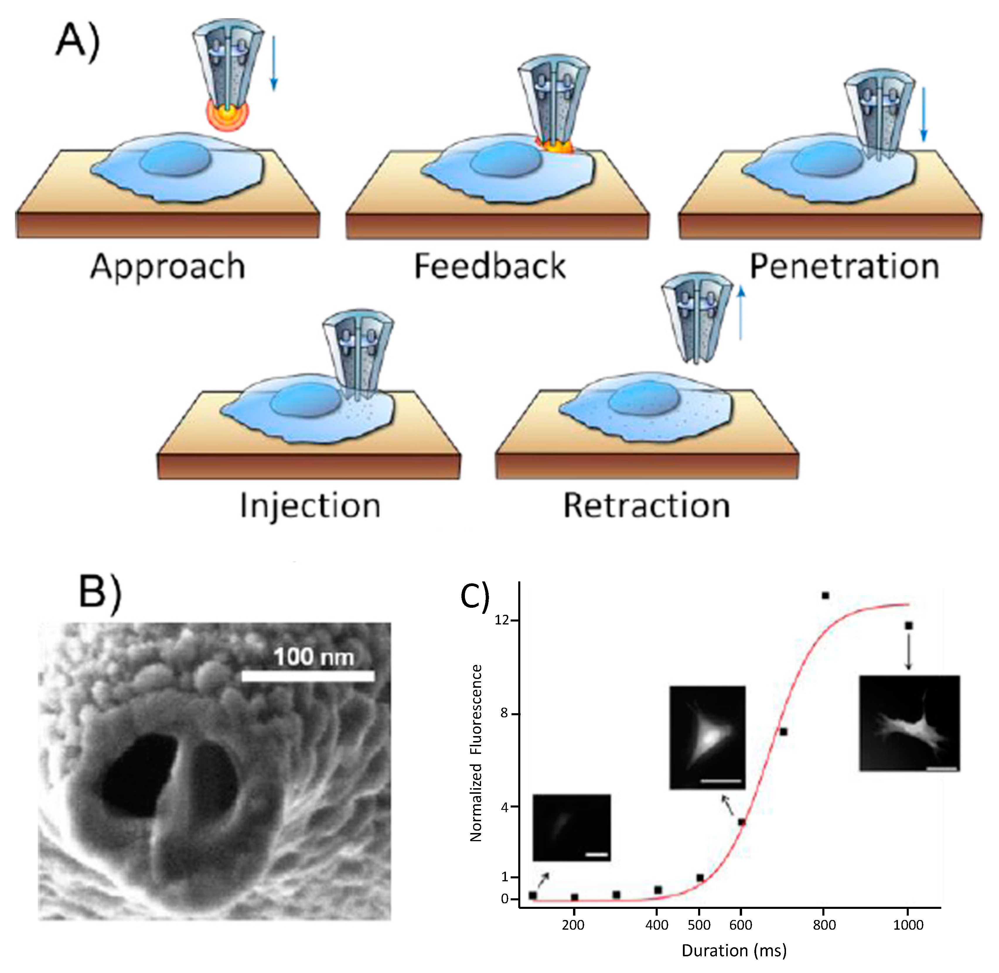 Cells Free Full Text Nanopipettes As Monitoring Probes