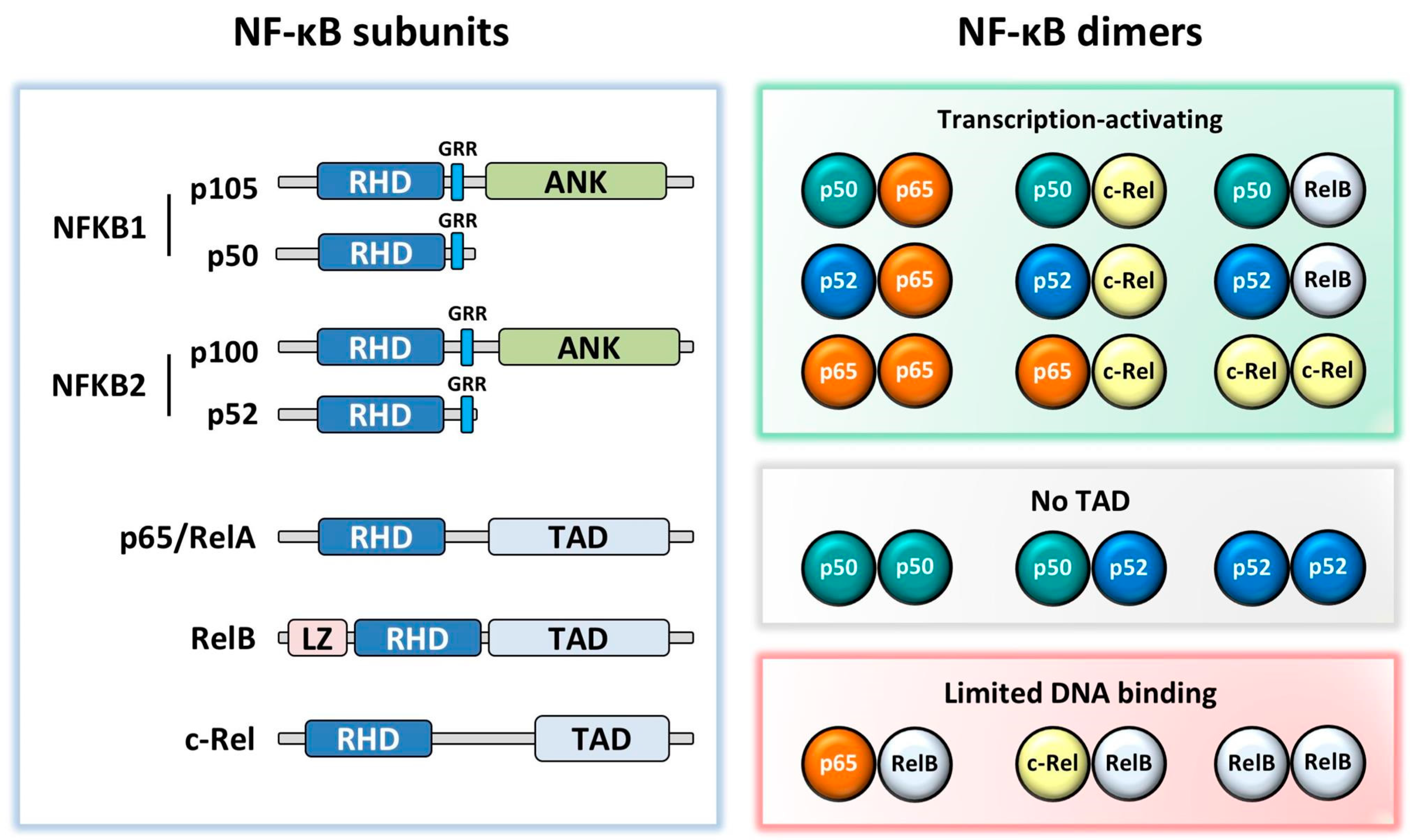 Cells Free | NFKB1 and Cancer: or Foe?