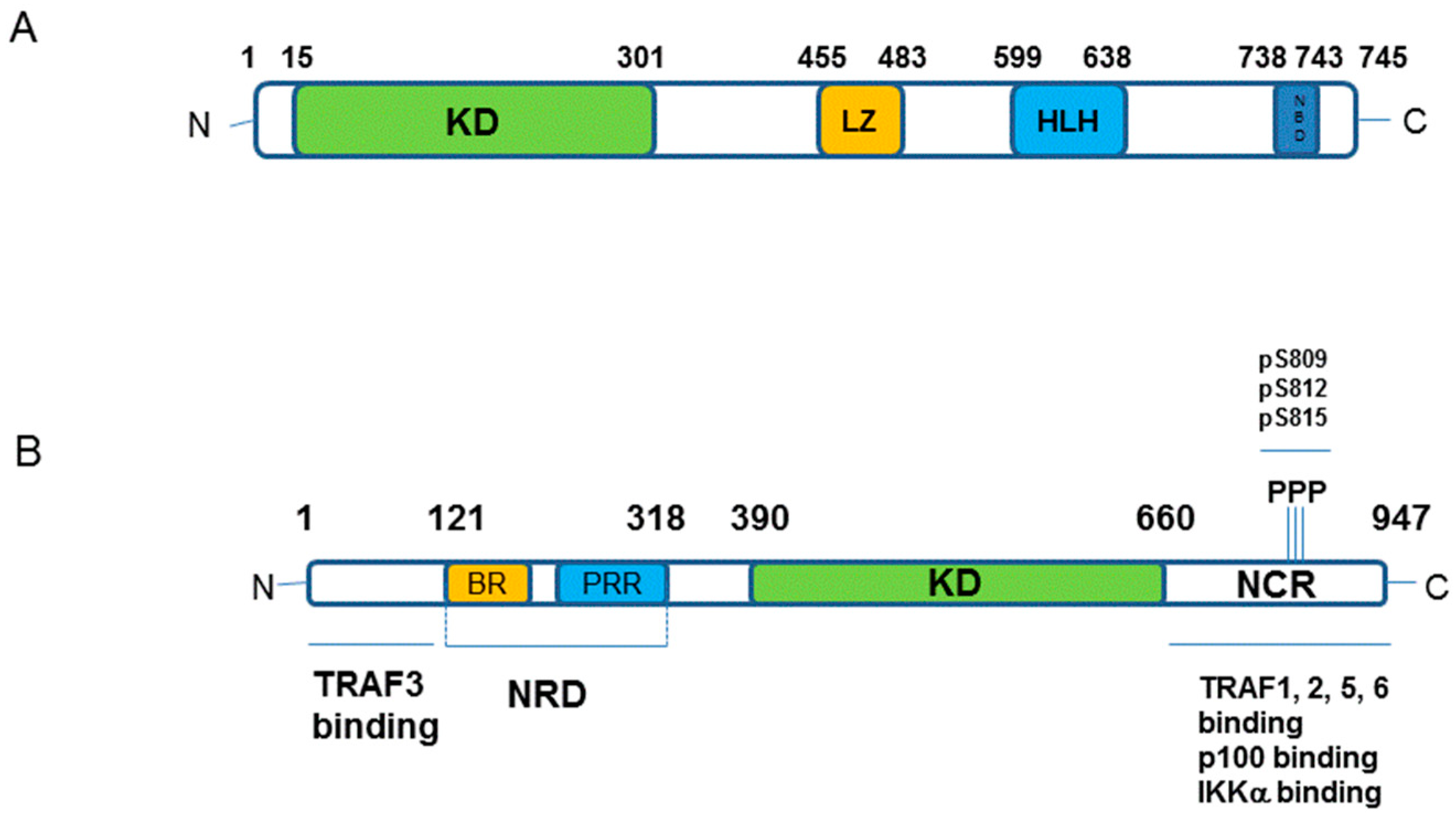 Cells | Free Full-Text | Inhibitory-κB Kinase (IKK) α and Nuclear Factor-κB  (NFκB)-Inducing Kinase (NIK) as Anti-Cancer Drug Targets | HTML