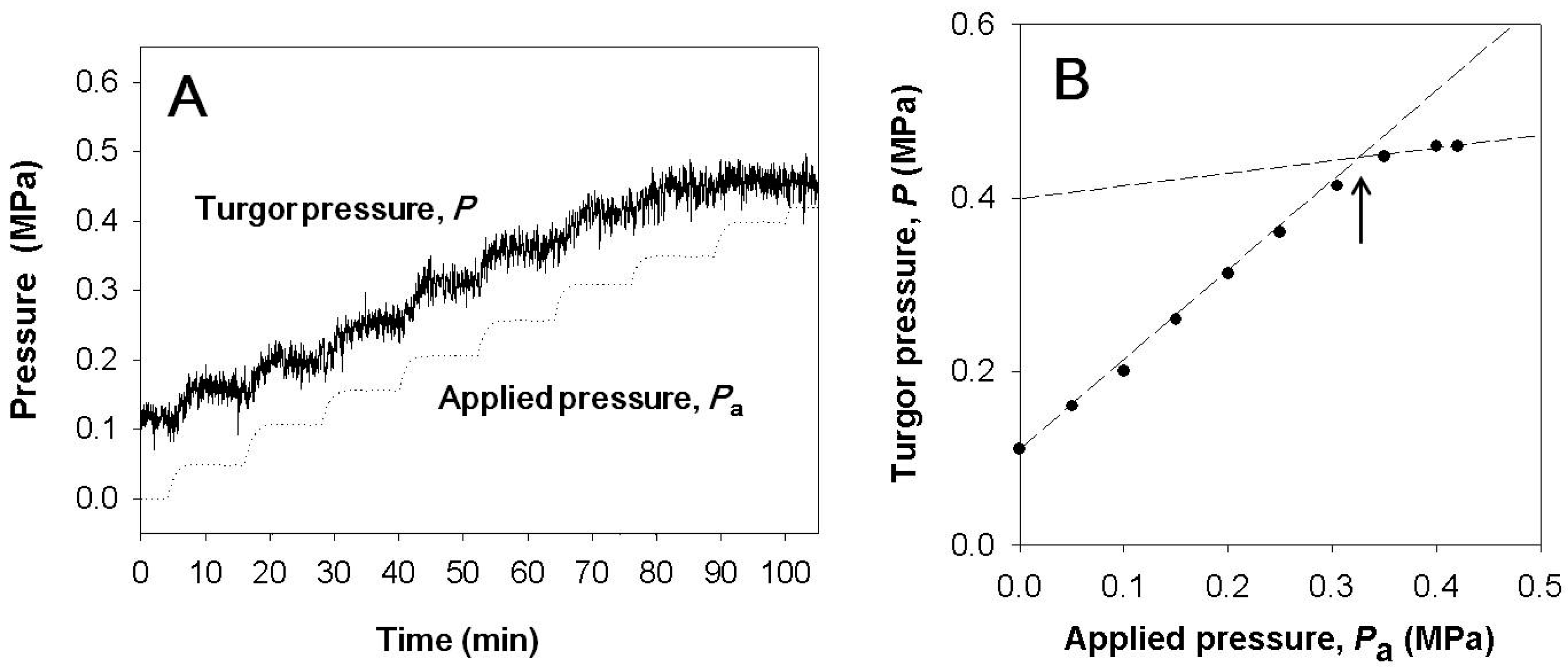 Cells Free Full Text The Relationship Between Turgor Pressure Change And Cell Hydraulics Of Midrib Parenchyma Cells In The Leaves Of Zea Mays Html