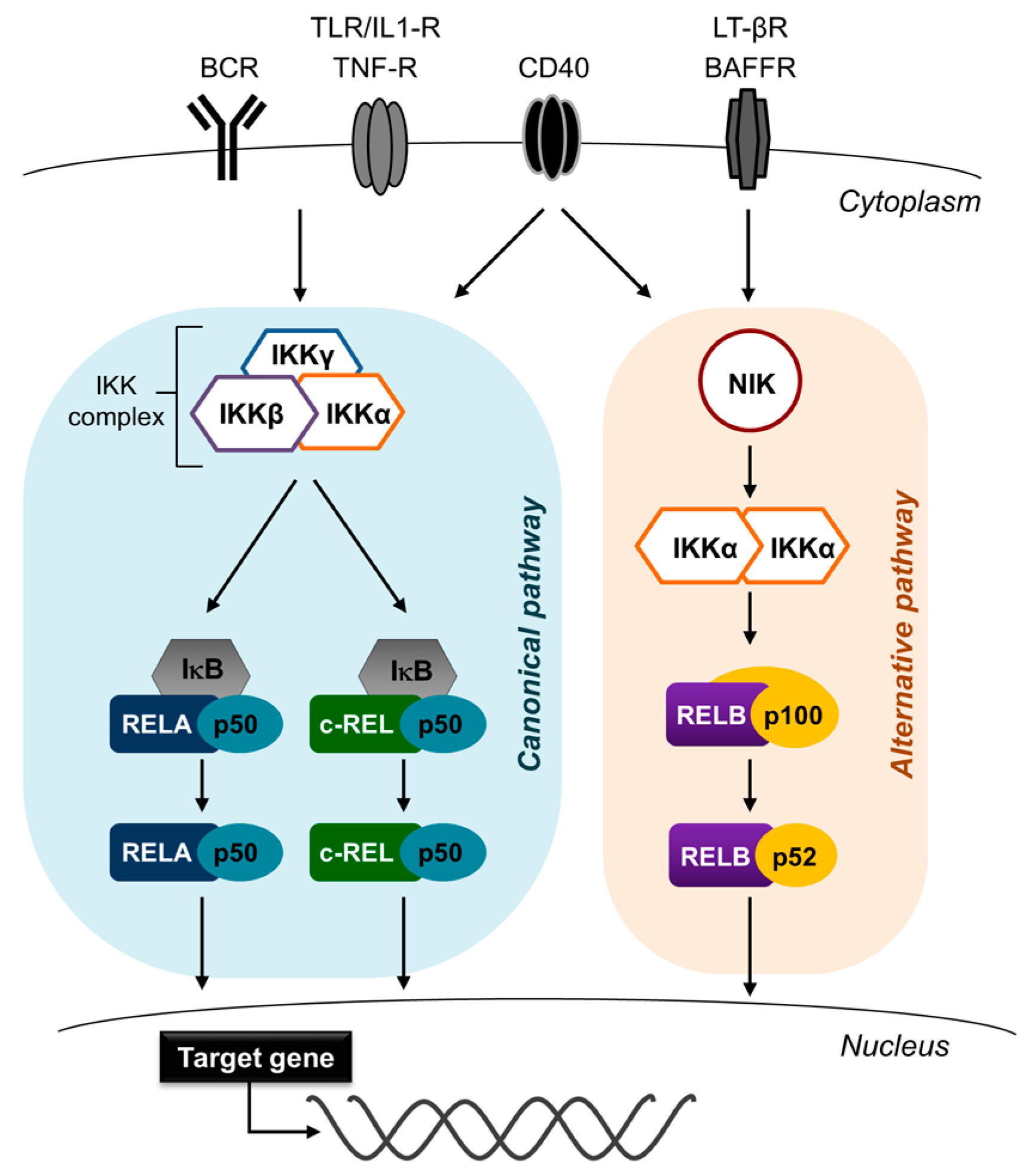Cells | Free Full-Text | Aberrant Activation of NF-κB Signalling in  Aggressive Lymphoid Malignancies