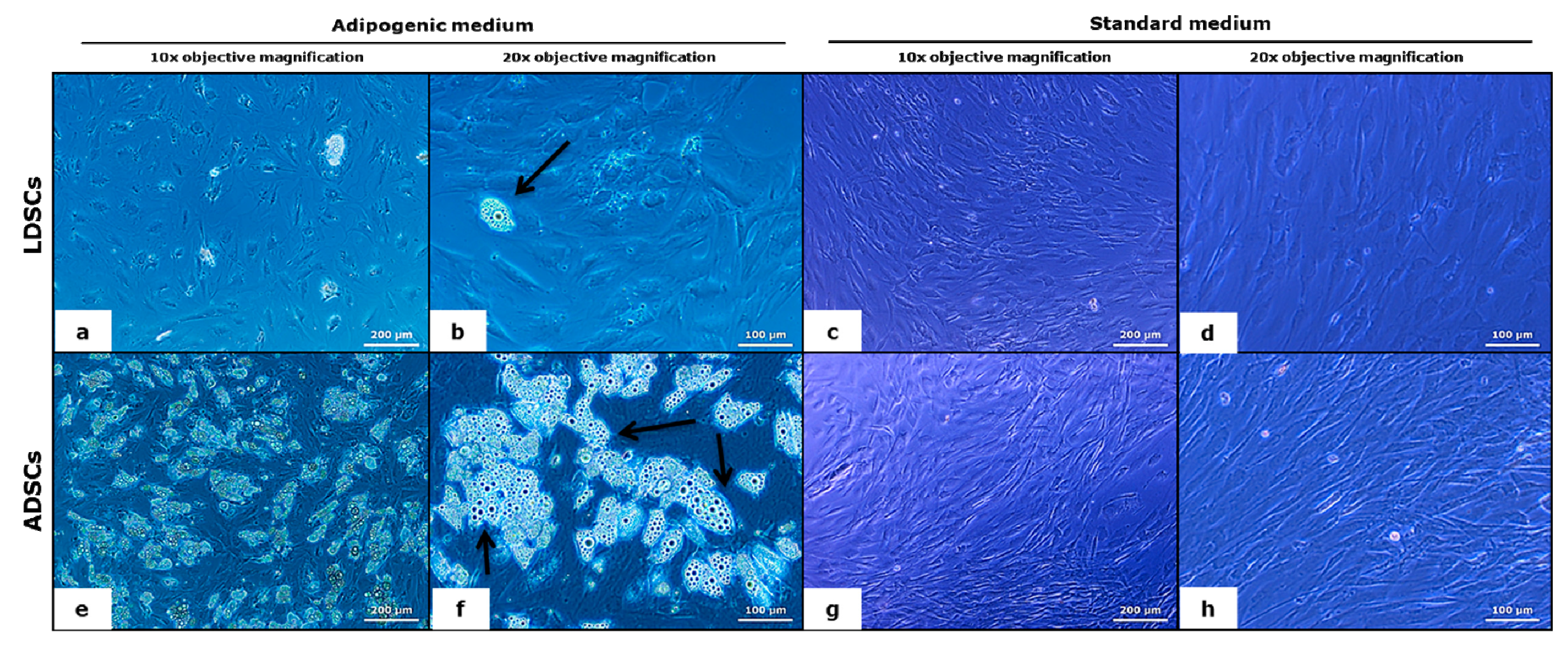 Cells 07 00260 g004 Cells 07 00260 g004