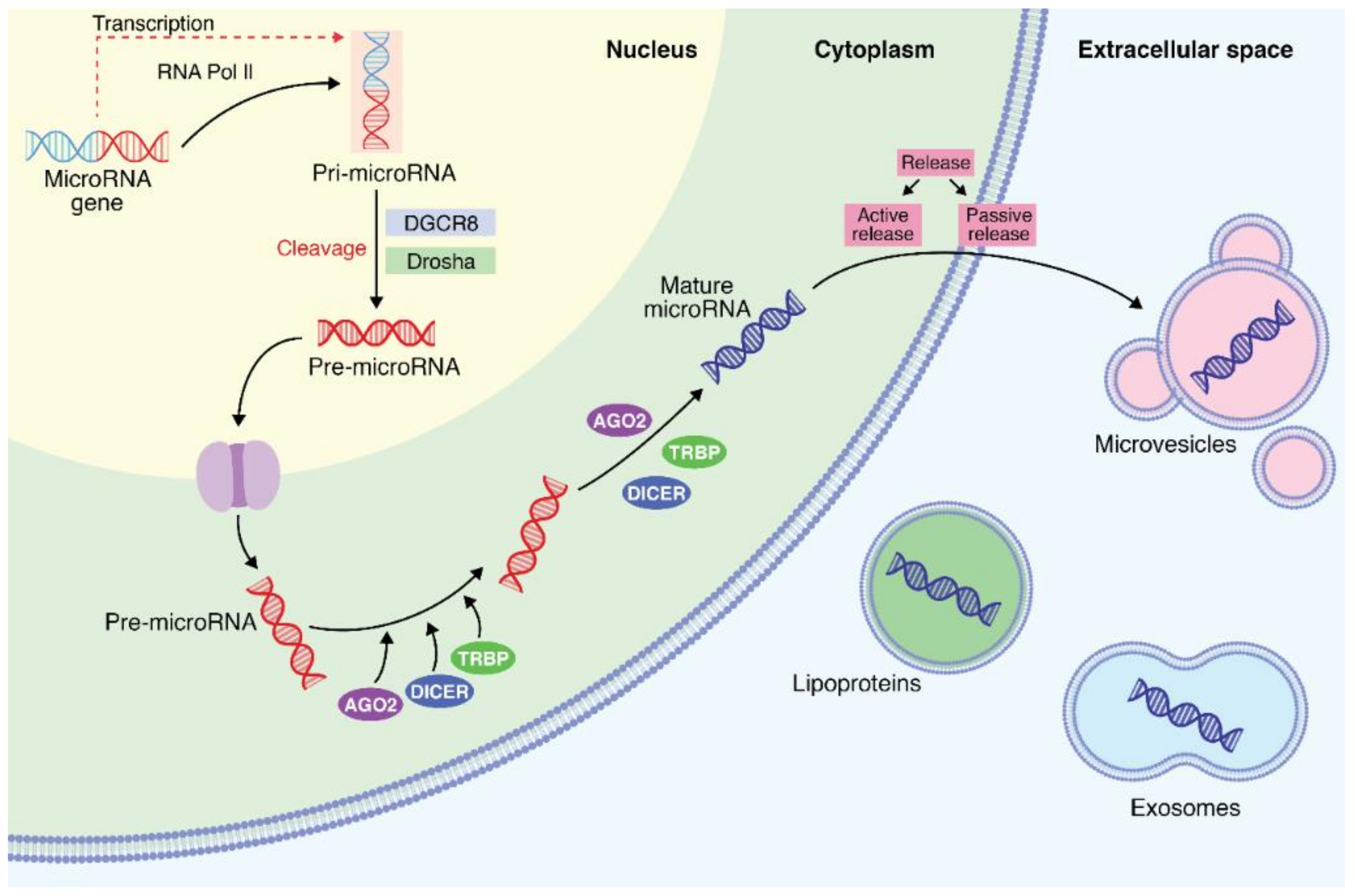 Cells Free Full Text Microrna Expression Is Associated With Sepsis Disorders In Critically 