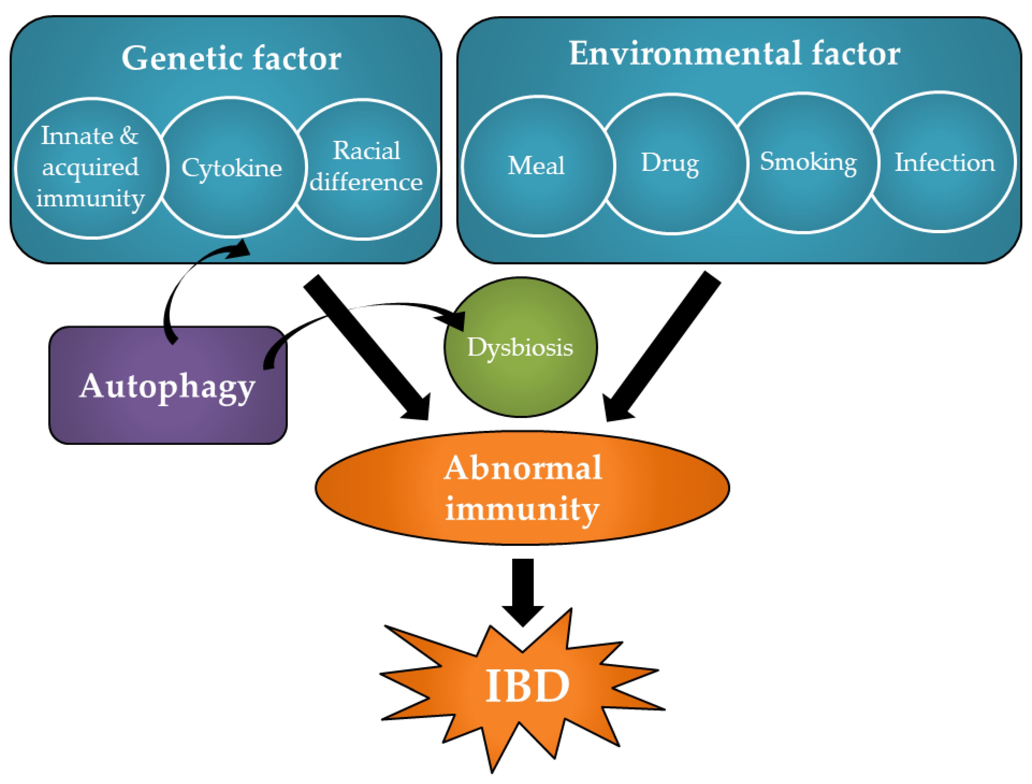 Cells | Free Full-Text | Impact of Autophagy of Innate Immune Cells on  Inflammatory Bowel Disease | HTML