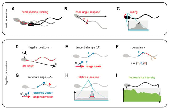 Cells Topical Collection Cilia And Flagella Structure Function