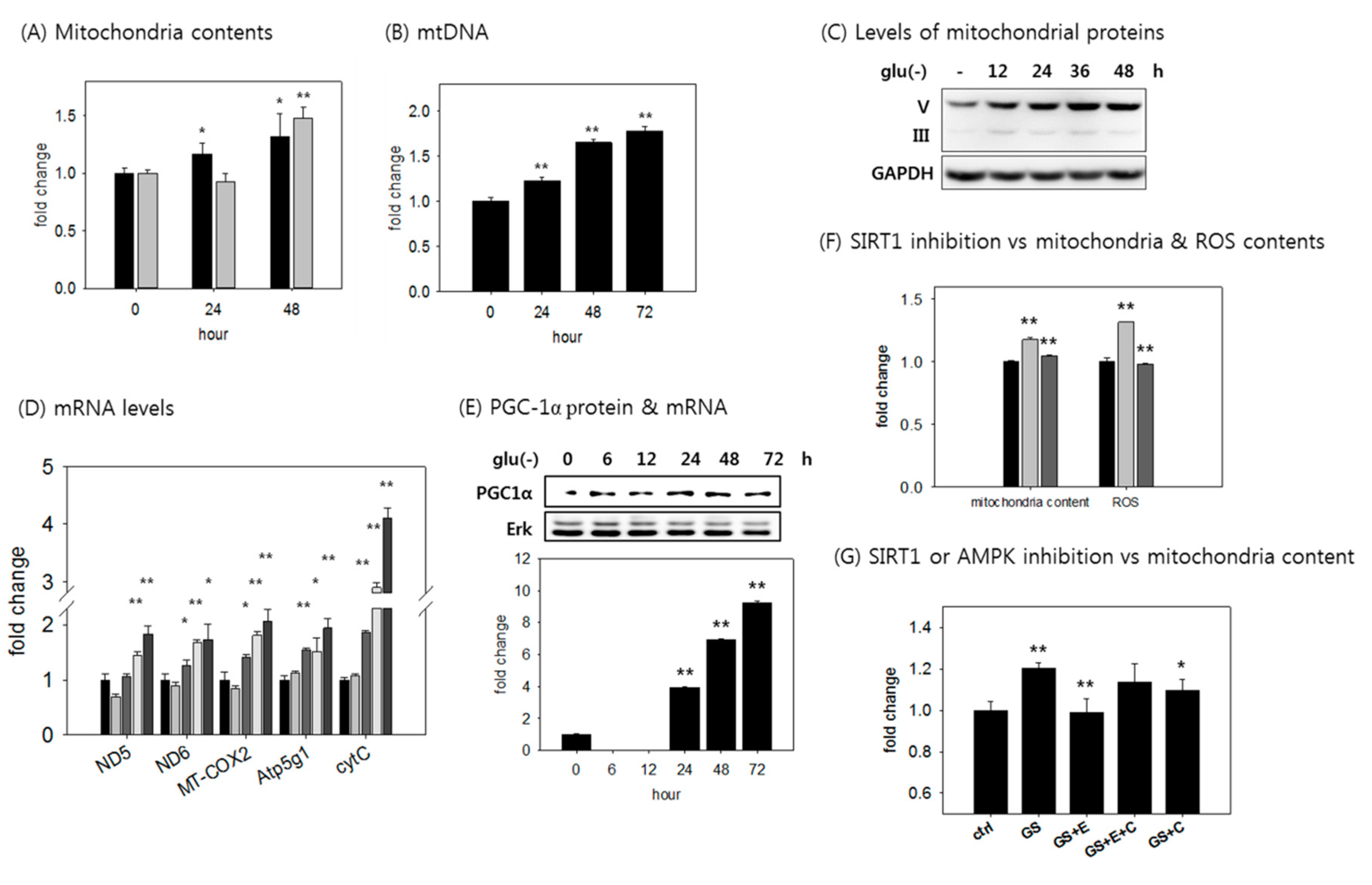 Cells | Free Full-Text | A Rise in ATP, ROS, and Mitochondrial 