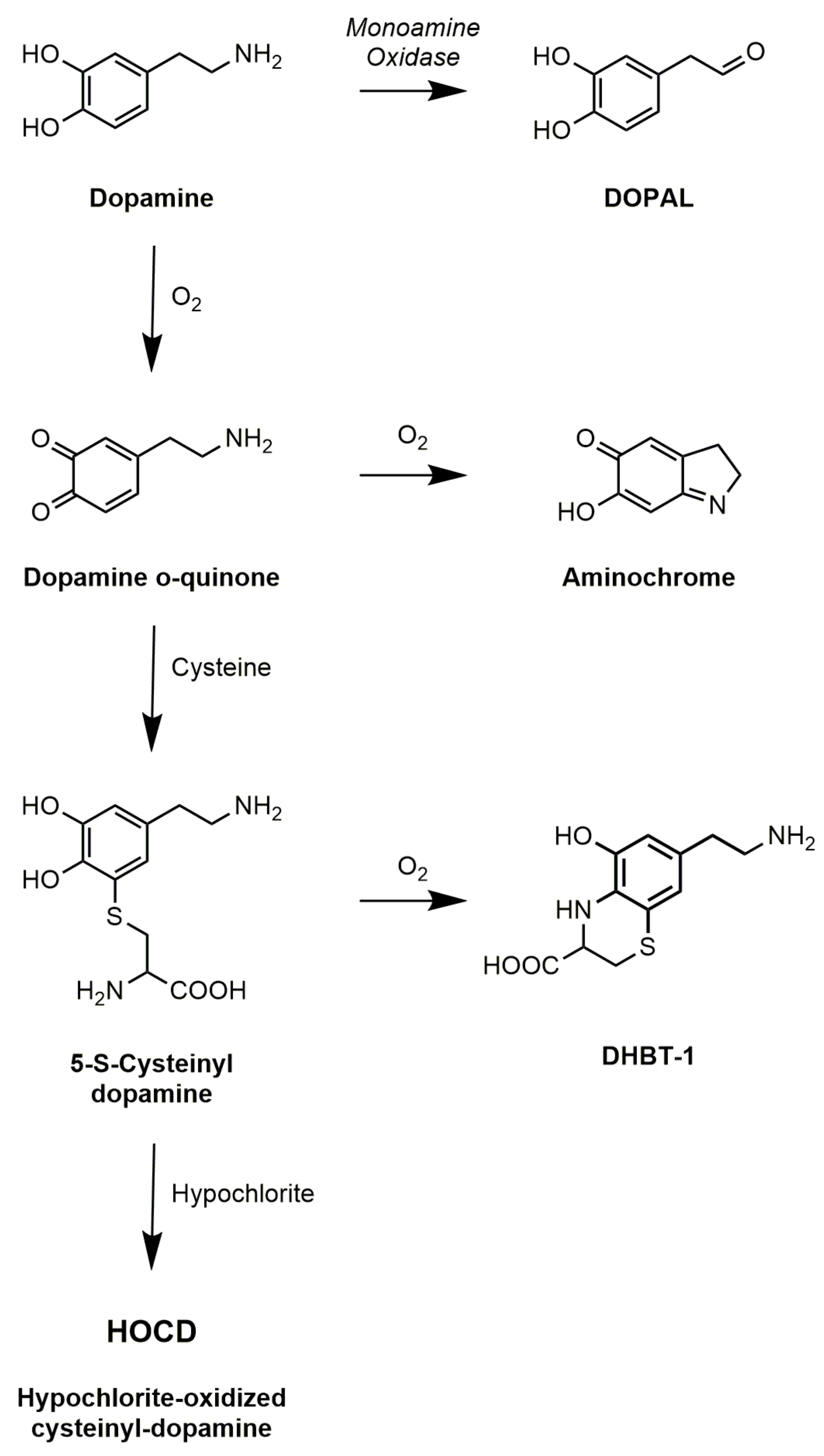 Cells | Free Full-Text | Are Proteinopathy and Oxidative Stress Two ...