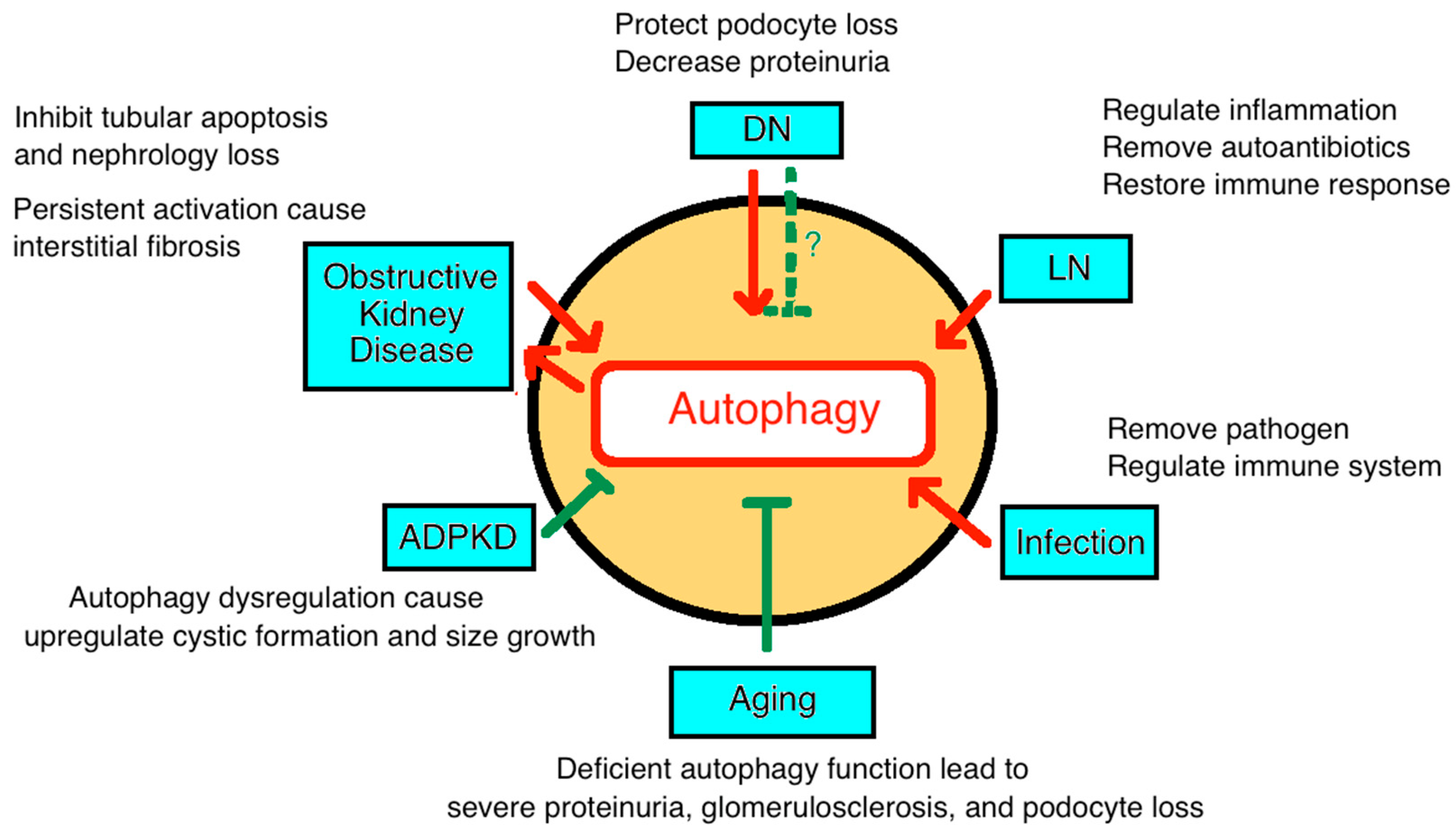 Kidney Cell Organelles - Kidney Failure Disease