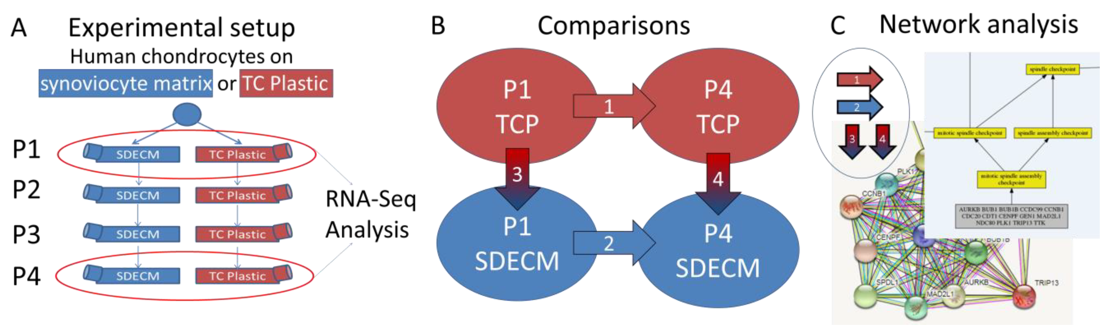Cells 08 00085 g001 Cells 08 00085 g001
