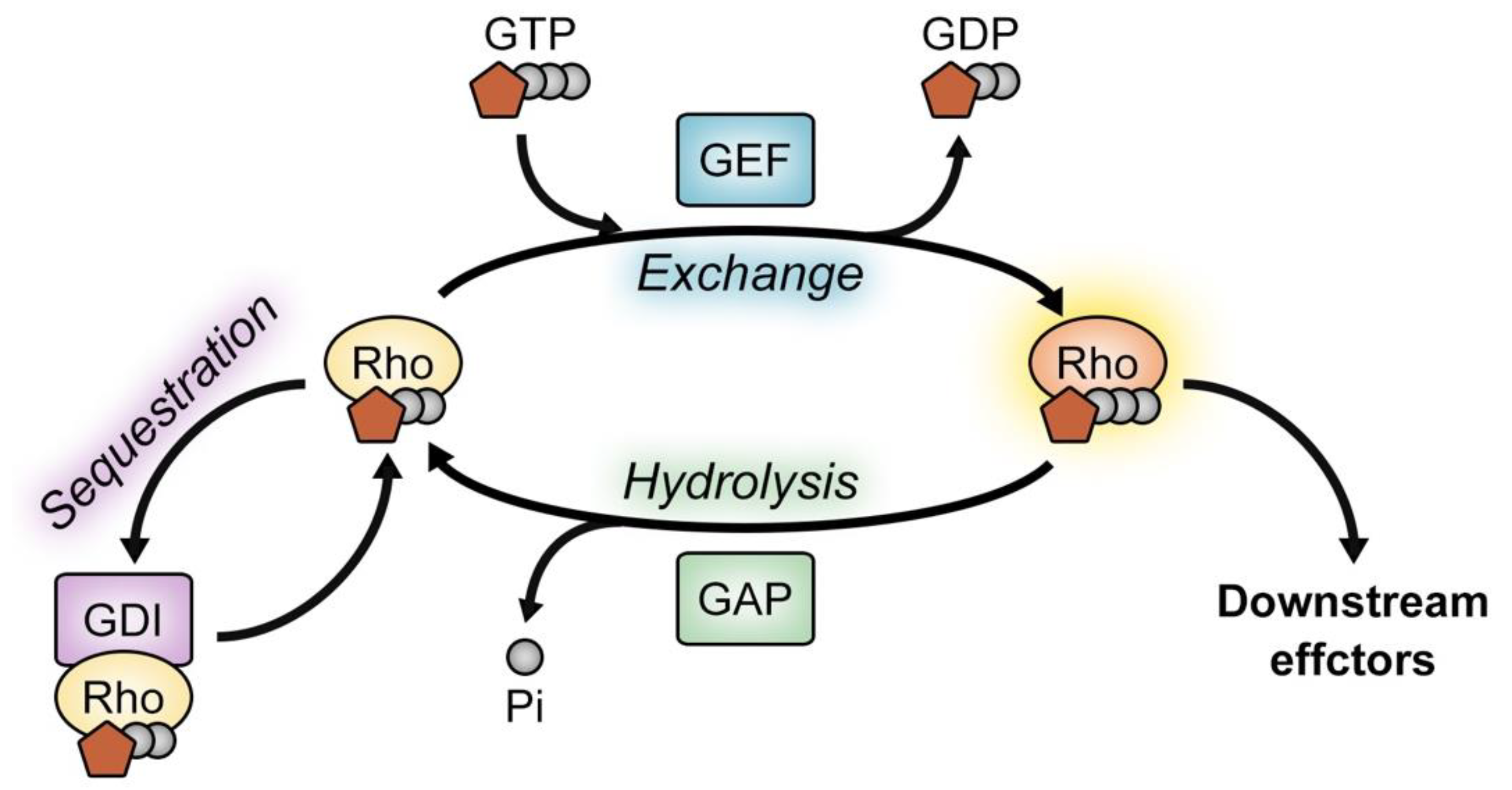 Cells | Free Full-Text | Emerging Roles of Ephexins in Physiology and  Disease