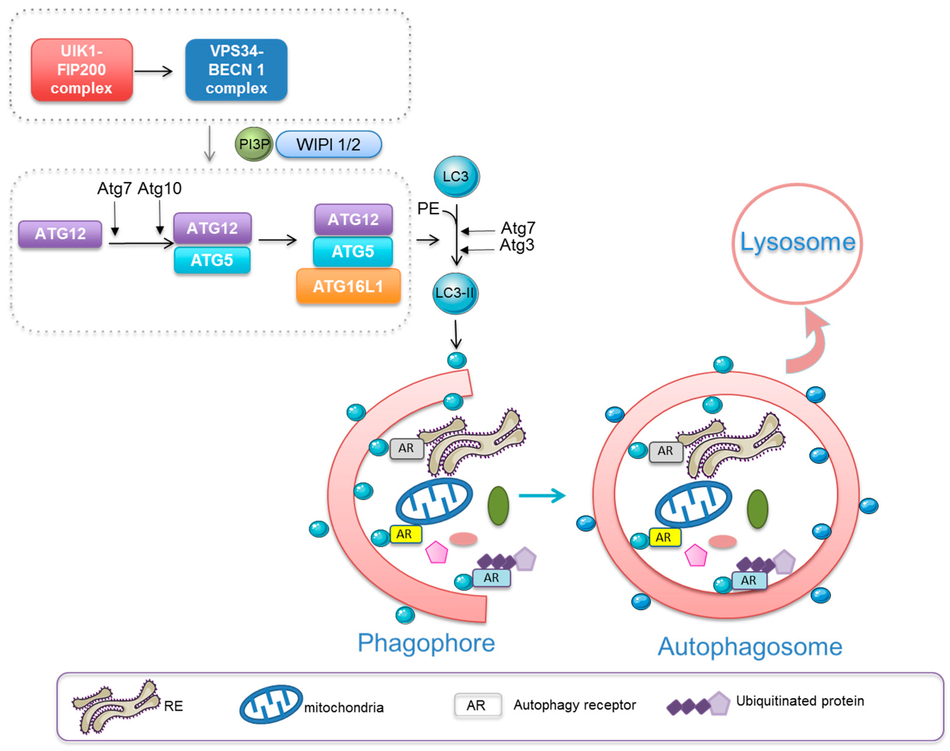 Cells | Free Full-Text | Therapeutic Modulation of Autophagy in 