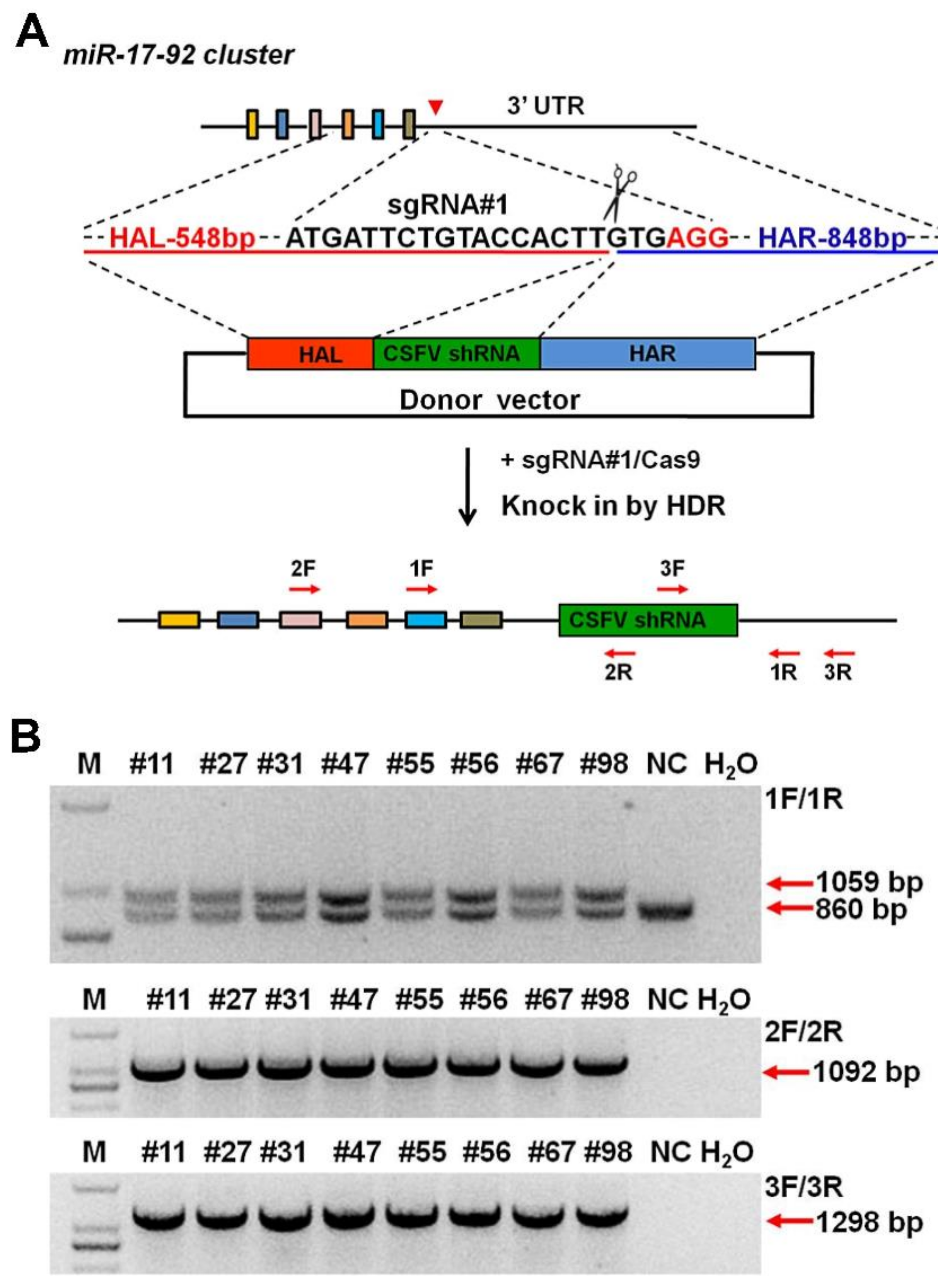 Cells 08 00113 g004 Cells 08 00113 g004