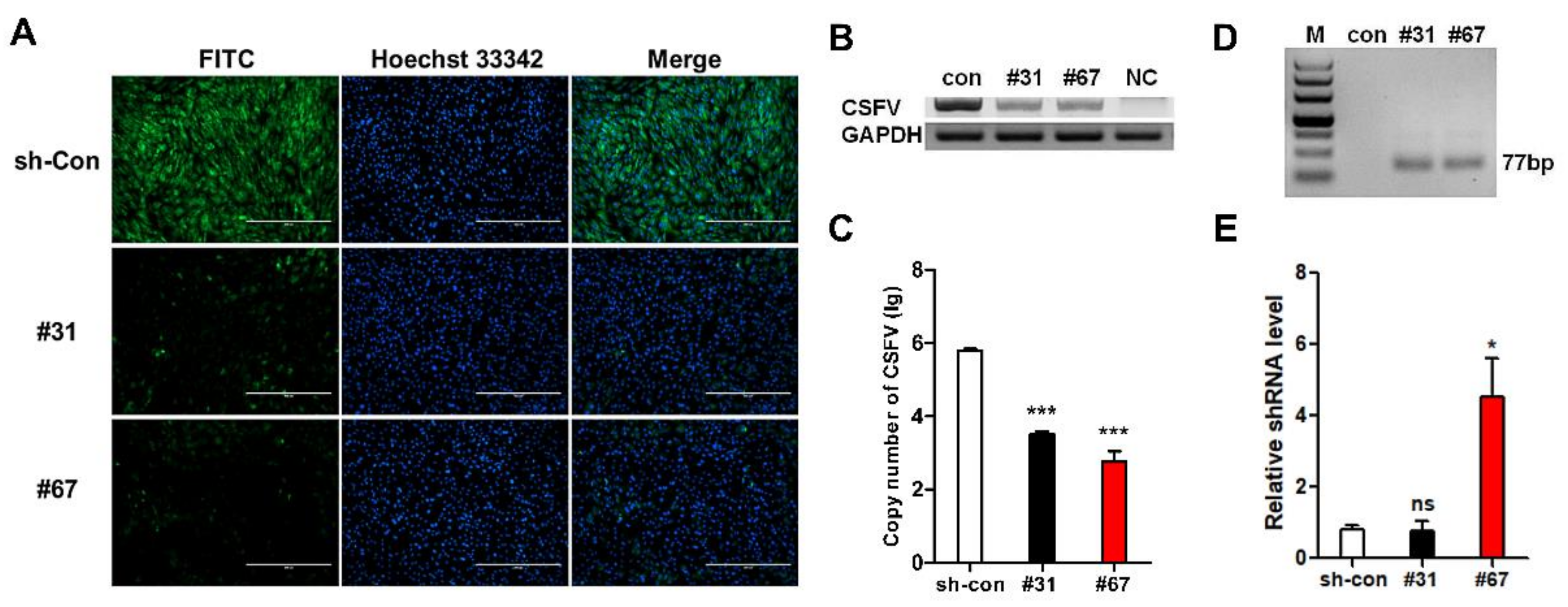Cells 08 00113 g005 Cells 08 00113 g005