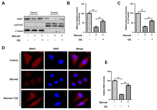 Cells Special Issue Proteostasis And Autophagy