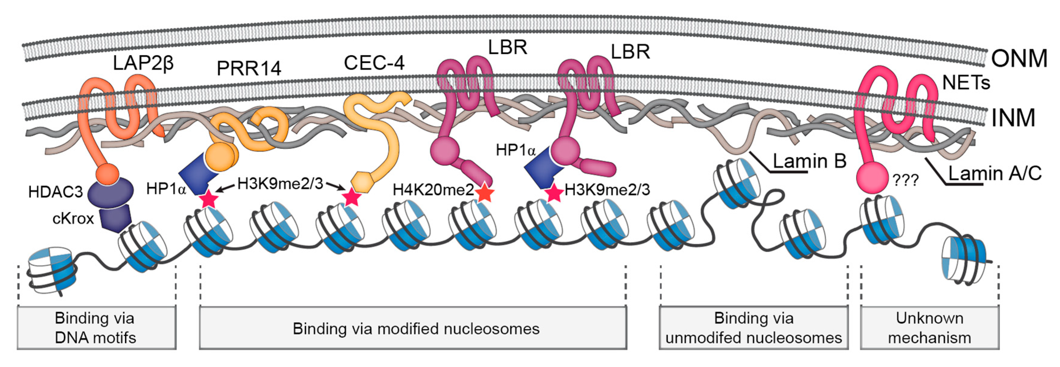 Cells Free Full Text The Nuclear Lamina As An Organizer Of Chromosome Architecture Html